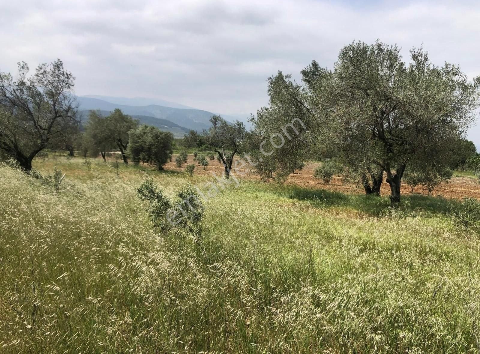 Bakırda 13.883 M2 Satılık Zeytinli Bahçe - Görsel 5