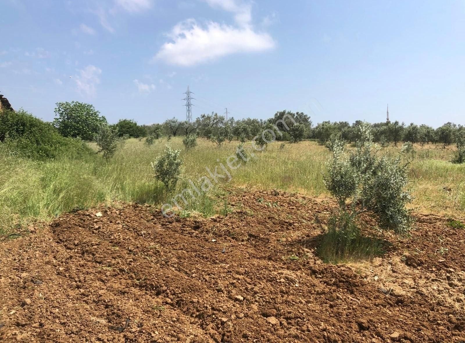 Bakırda 13.883 M2 Satılık Zeytinli Bahçe - Görsel 12