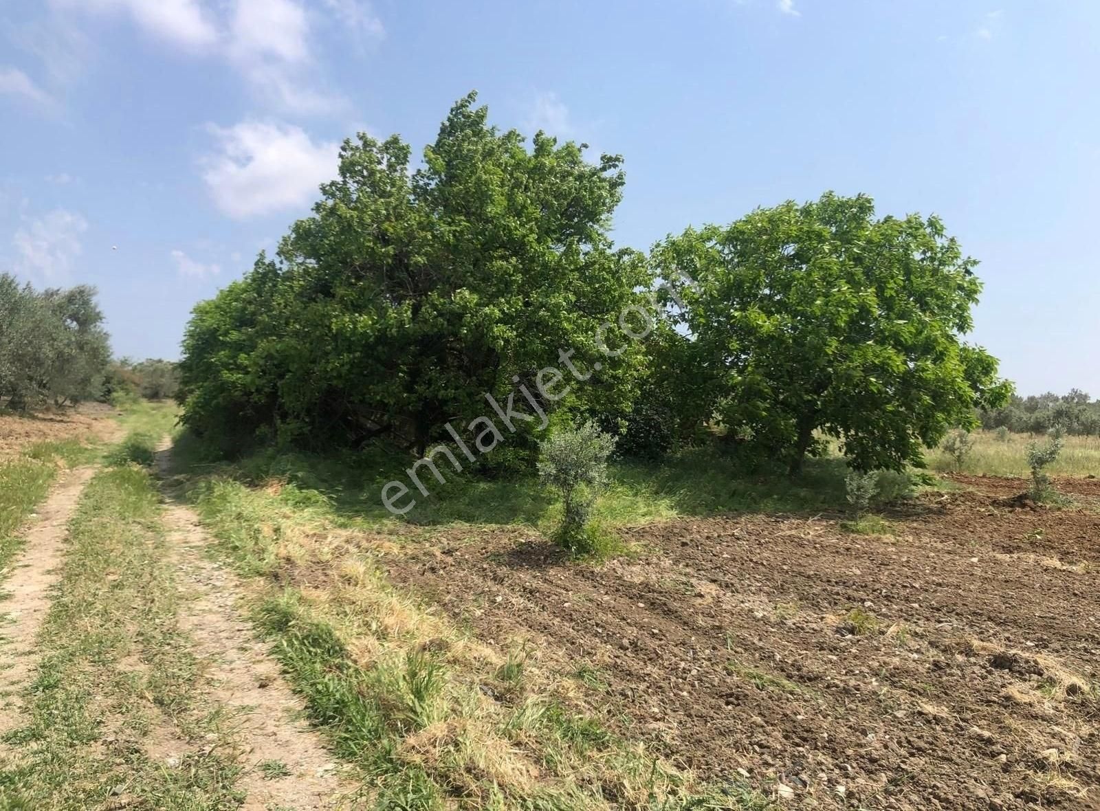 Bakırda 13.883 M2 Satılık Zeytinli Bahçe - Görsel 10