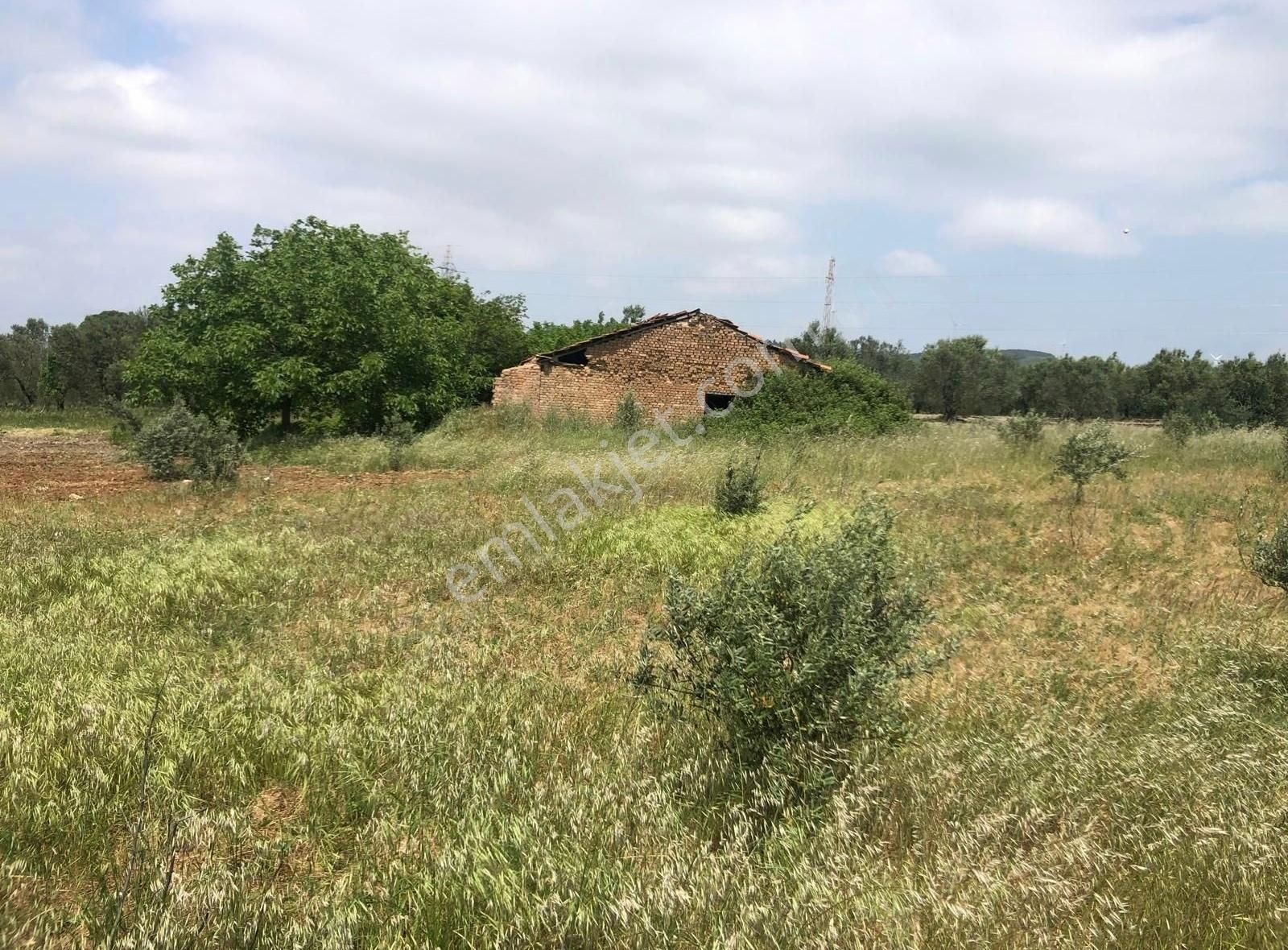 Bakırda 13.883 M2 Satılık Zeytinli Bahçe - Görsel 16