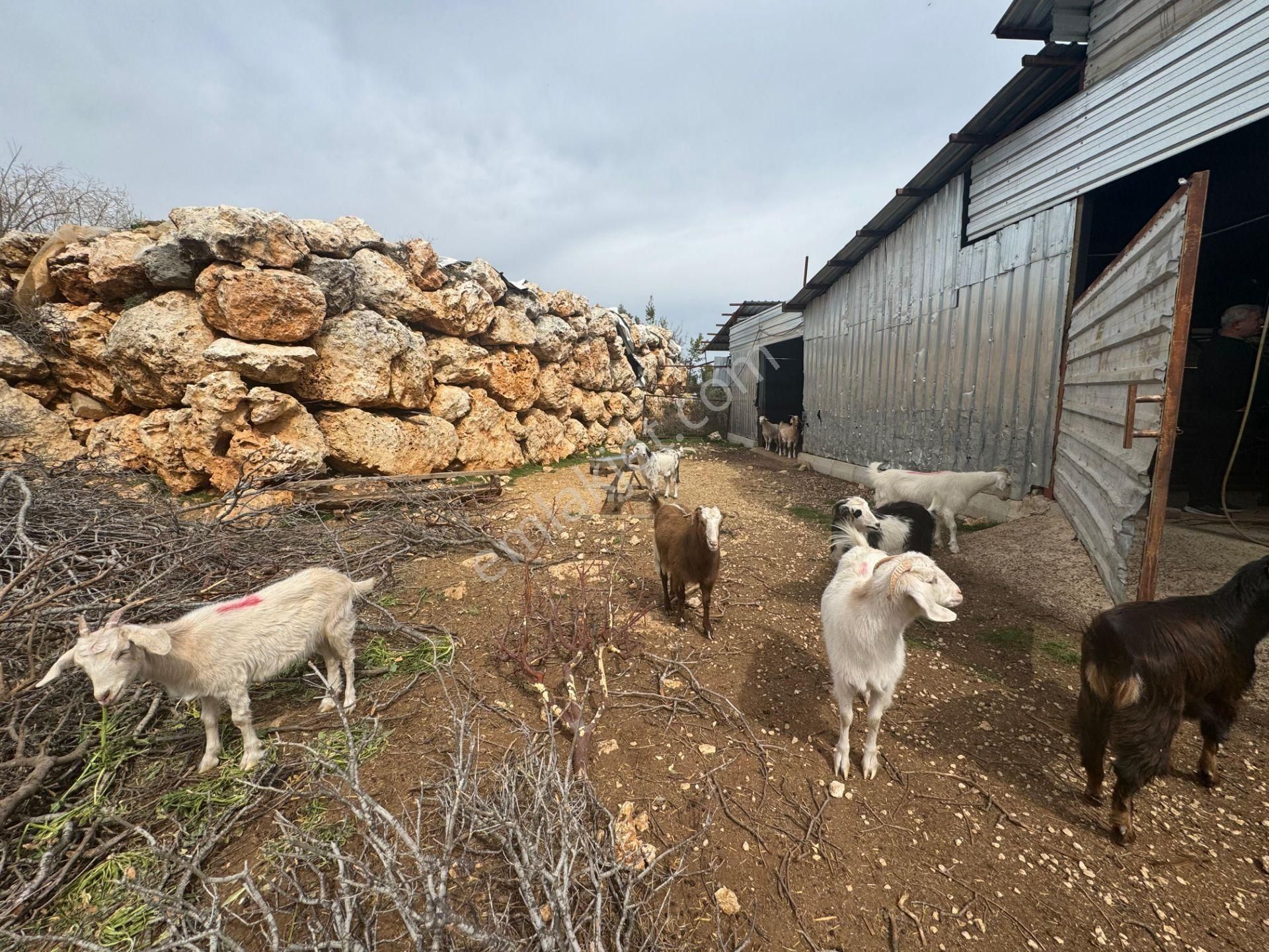 Mersin Silifke Ovacık'da Satılık Çiftlik - Görsel 3