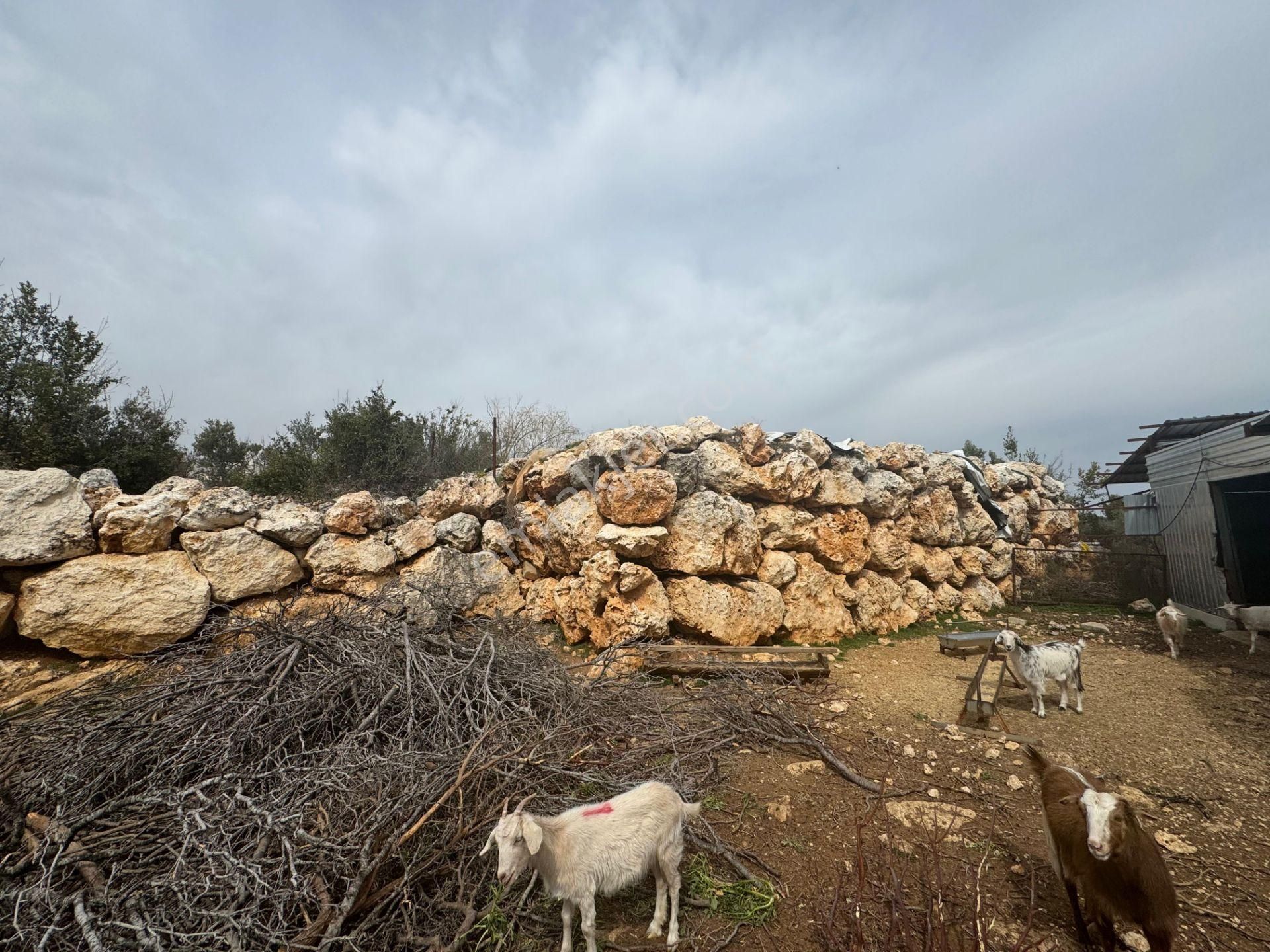 Mersin Silifke Ovacık'da Satılık Çiftlik - Görsel 4