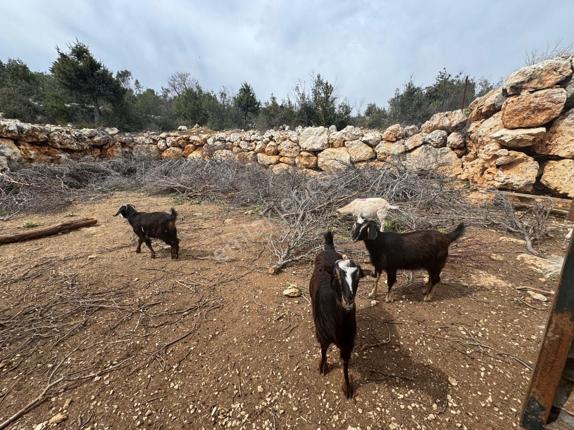 Mersin Silifke Ovacık'da Satılık Çiftlik - Görsel 6