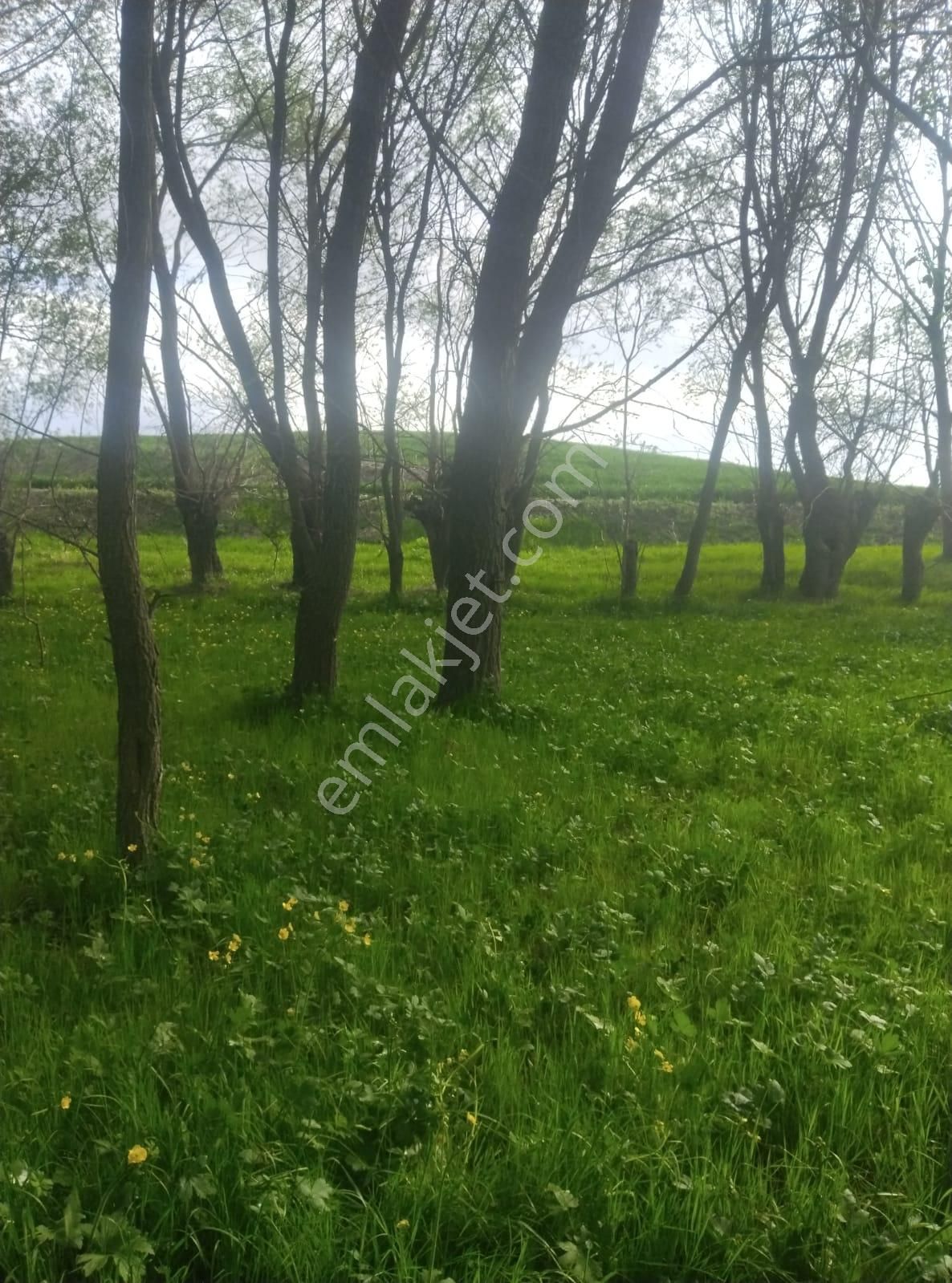 Polatlı Sivri Satılık Tarla Polatlı Sivri Mah. Satılık Köy İçi Arsa