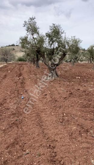 Şahinbey Doğanca Satılık Zeytinlik Doğanca Köyünde Yatırımlık Zeytinlik.