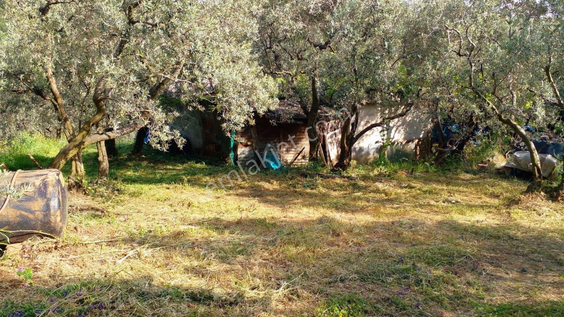 C21 Loca'dan Erdek'te Zeytin Ağaçları Olan Yatırımlık Tarla - Görsel 5