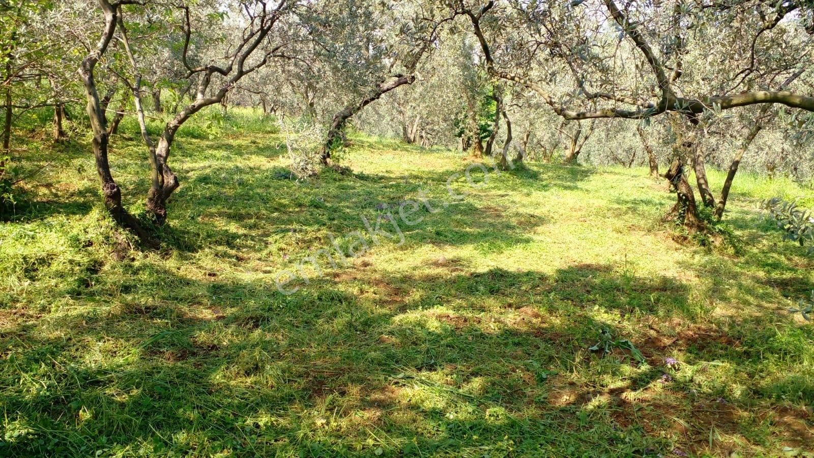 Erdek Atatürk Satılık Zeytinlik C21 Loca'dan Erdek'te Meyve Ağaçları Olan Yatırımlık Tarla