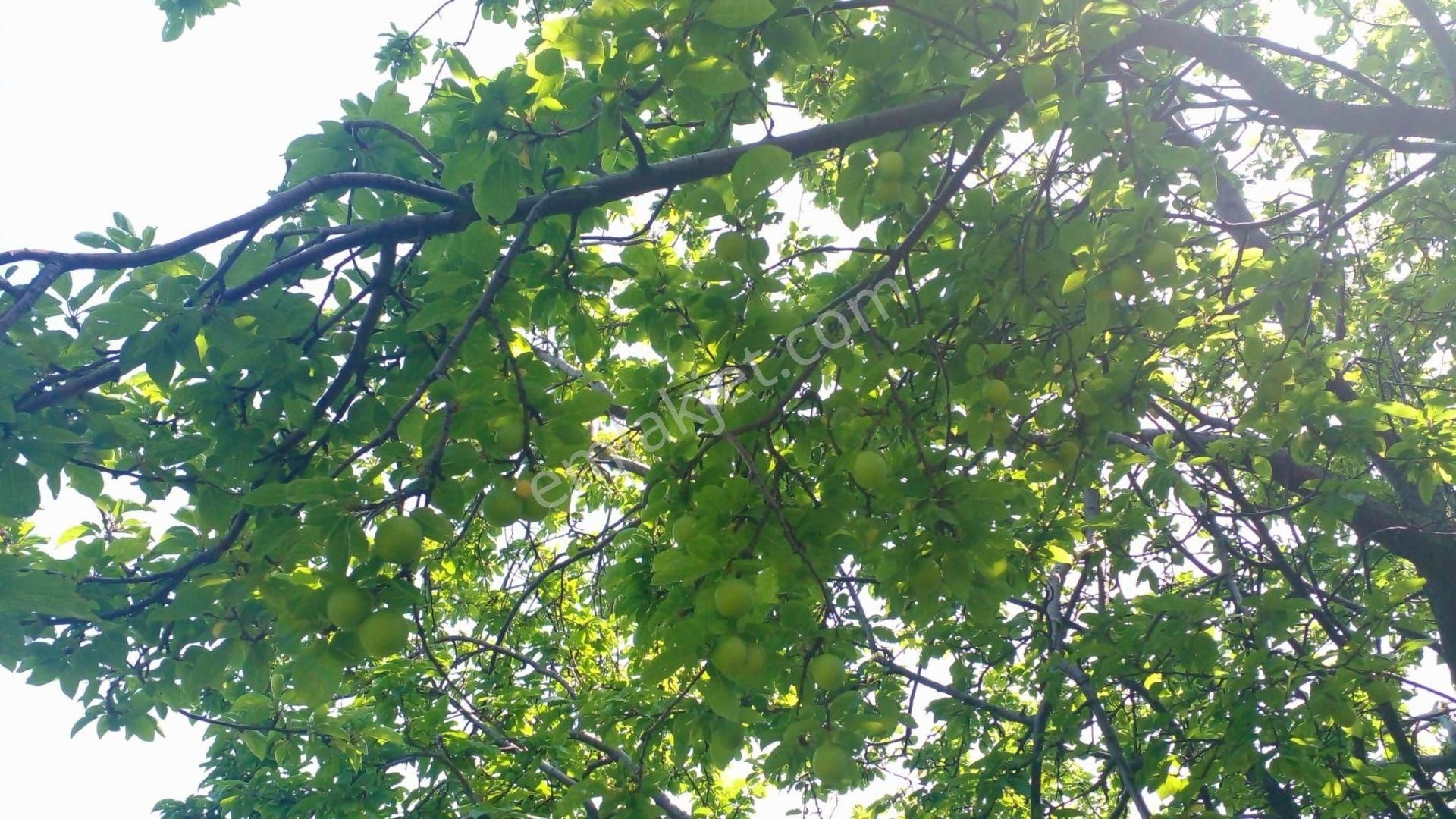 C21 Loca'dan Erdek'te Zeytin Ağaçları Olan Yatırımlık Tarla - Görsel 8
