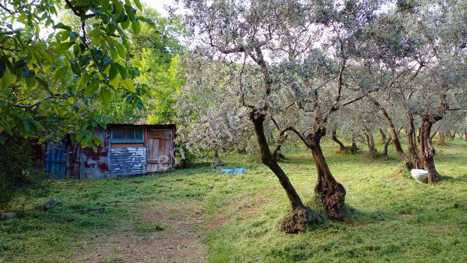C21 Loca'dan Erdek'te Zeytin Ağaçları Olan Yatırımlık Tarla - Görsel 6