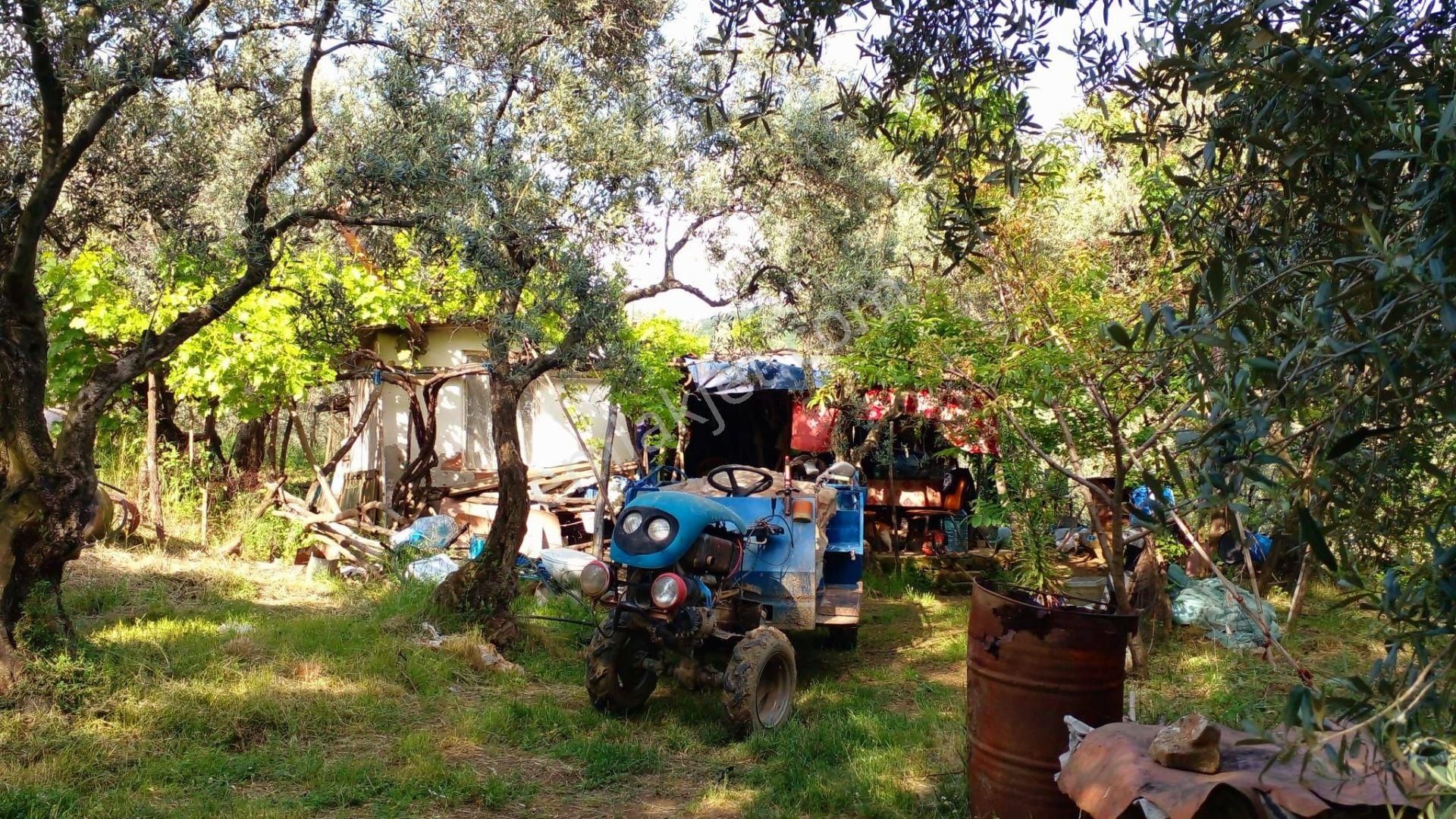 C21 Loca'dan Erdek'te Zeytin Ağaçları Olan Yatırımlık Tarla - Görsel 7