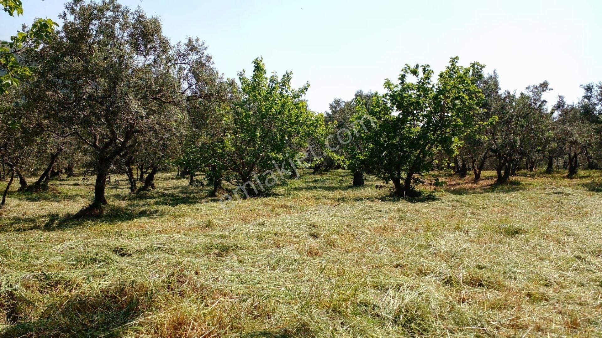 C21 Loca'dan Erdek'te Zeytin Ağaçları Olan Yatırımlık Tarla - Görsel 4