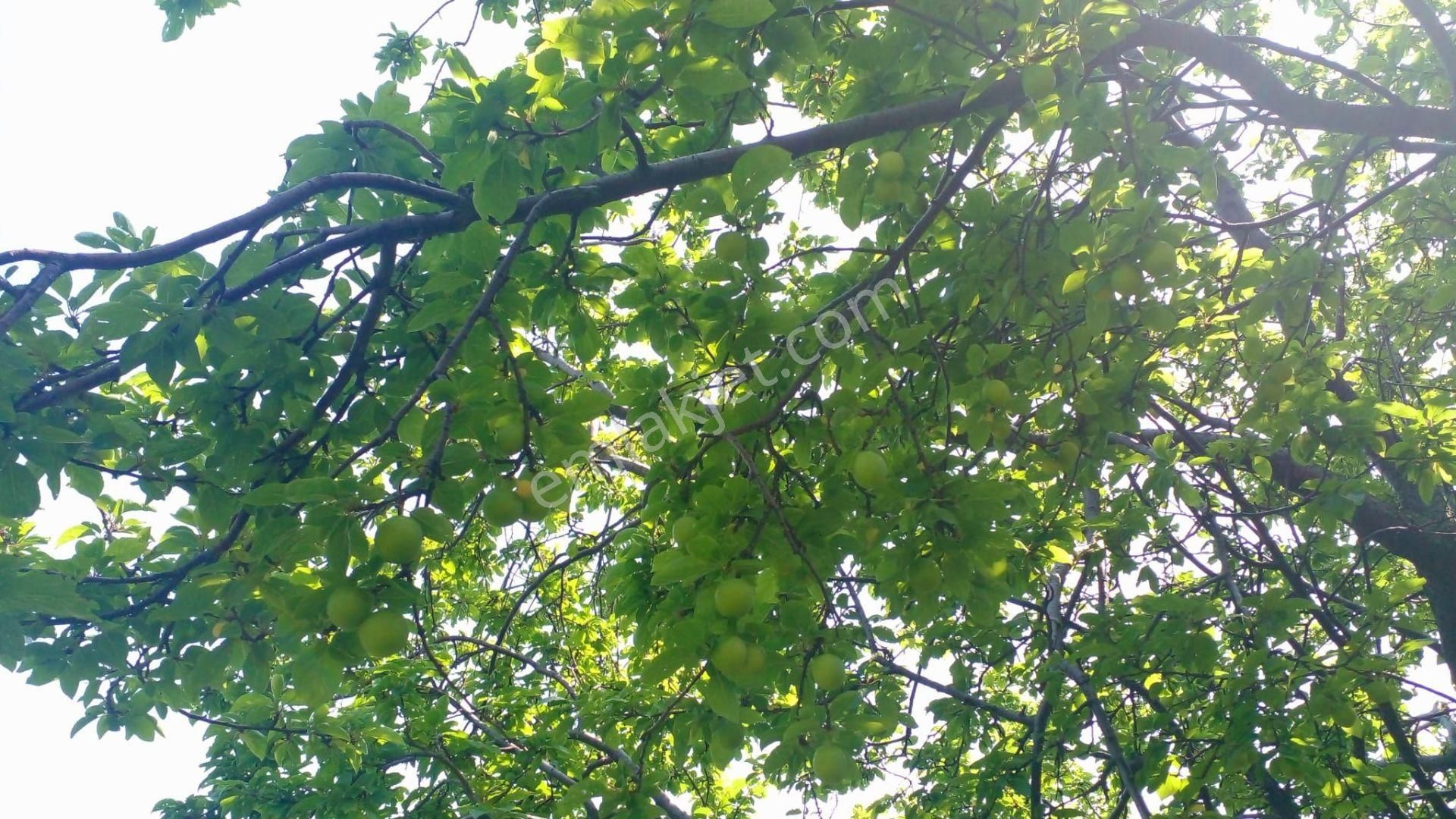 C21 Loca'dan Erdek'te Zeytin Ağaçları Olan Yatırımlık Tarla - Görsel 13