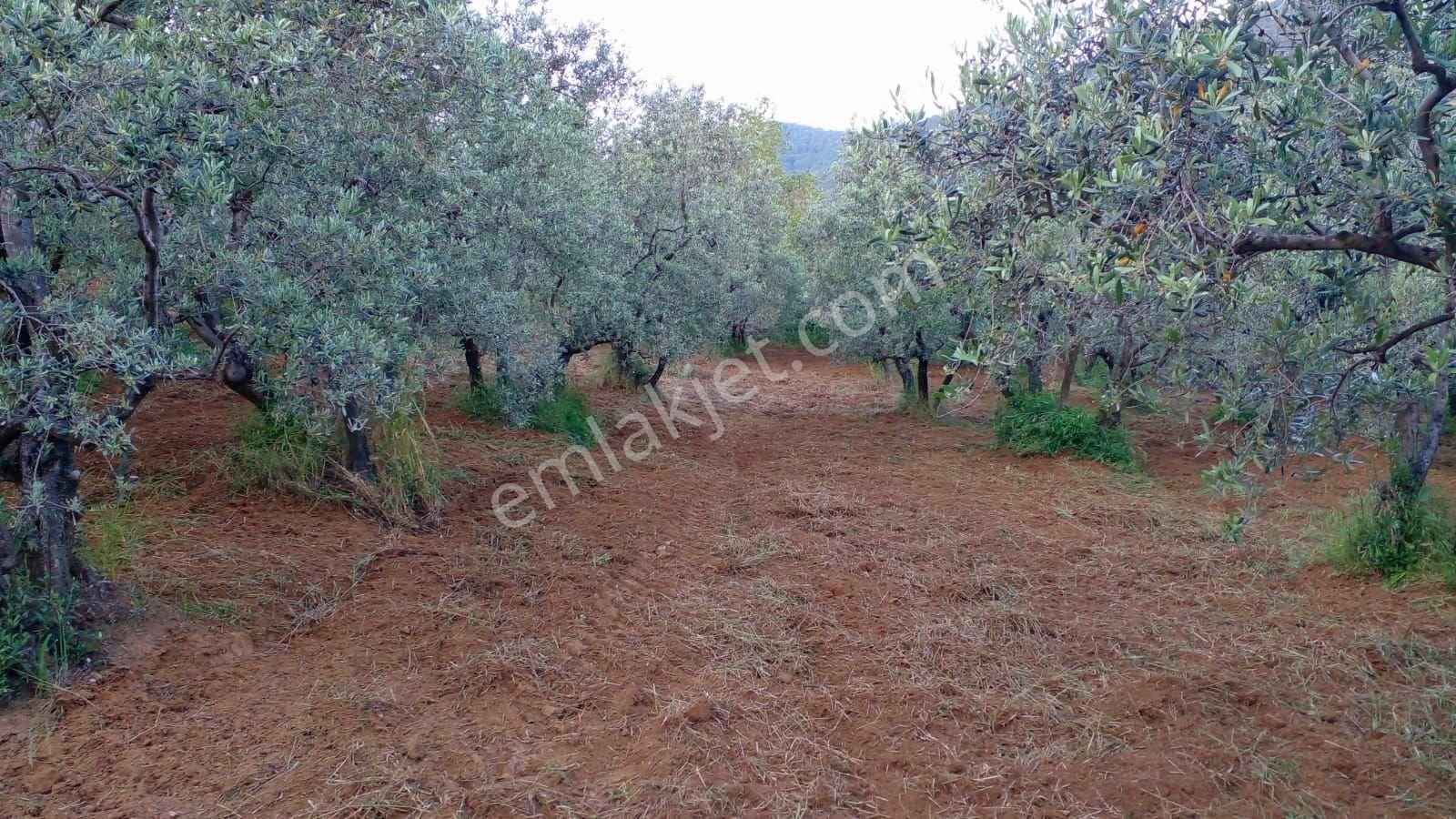 C21 Loca'dan Erdek'te Zeytin Ağaçları Olan Yatırımlık Tarla - Görsel 9
