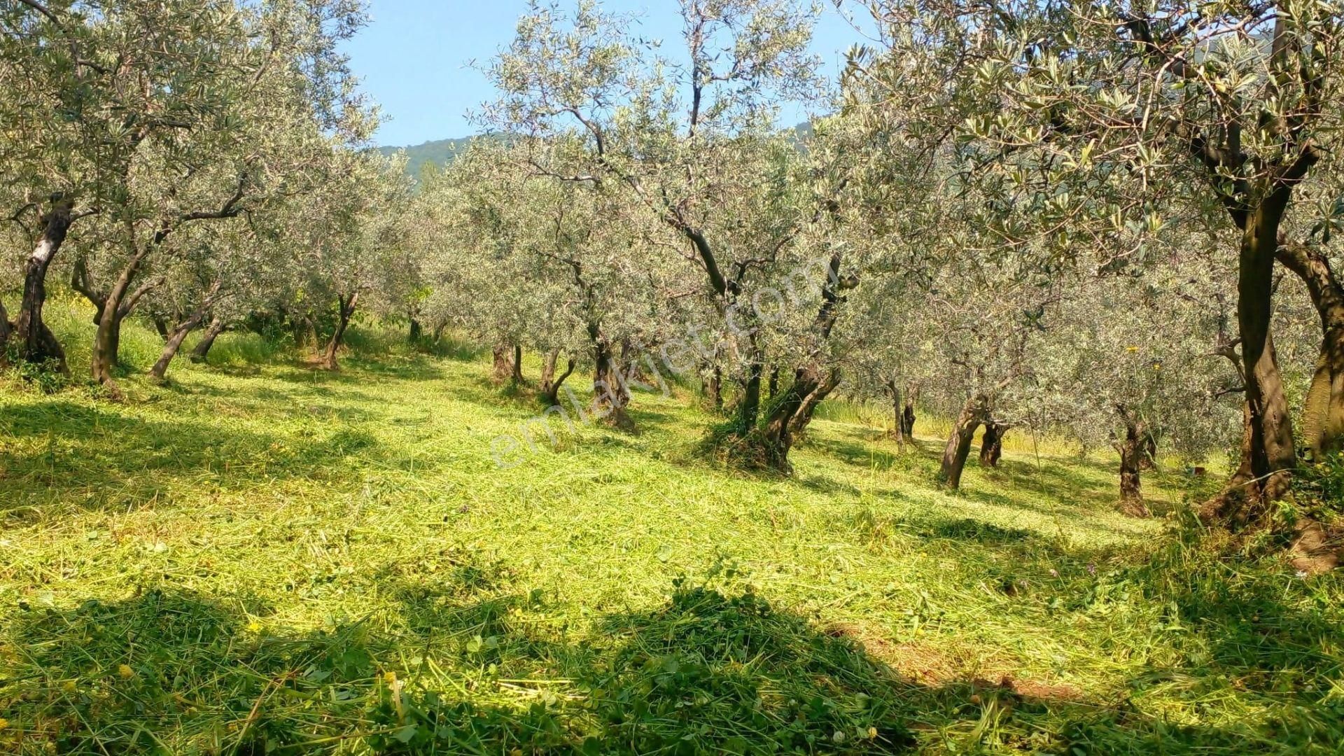 C21 Loca'dan Erdek'te Zeytin Ağaçları Olan Yatırımlık Tarla - Görsel 16