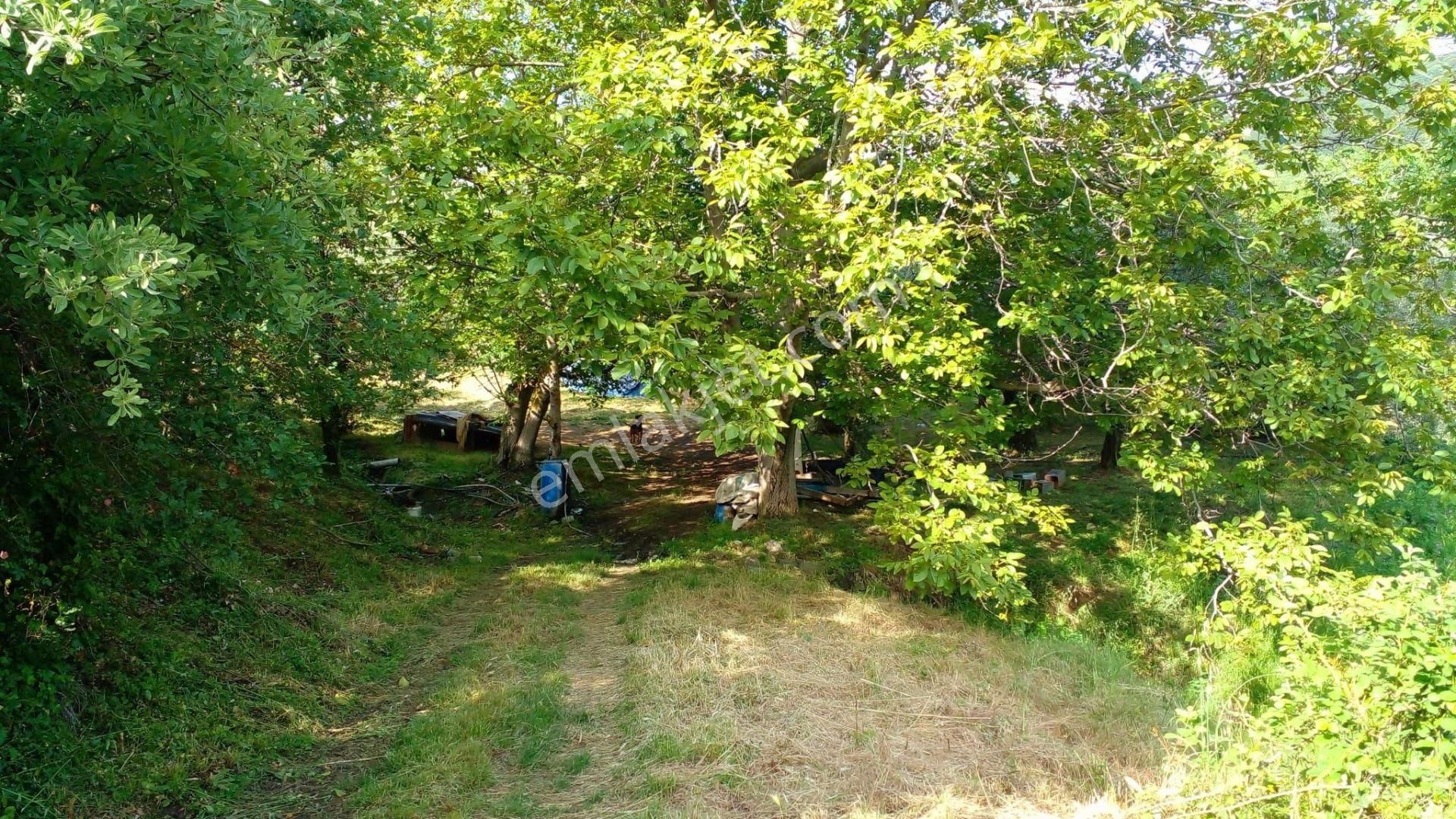 C21 Loca'dan Erdek'te Zeytin Ağaçları Olan Yatırımlık Tarla - Görsel 3