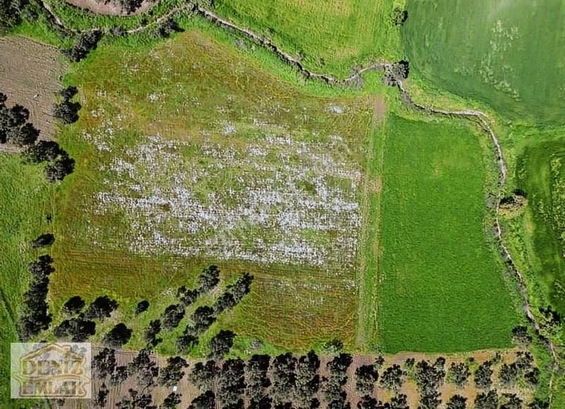 Helvacı Barbarosta 317m2 Tarlamız Satılık - Görsel 18