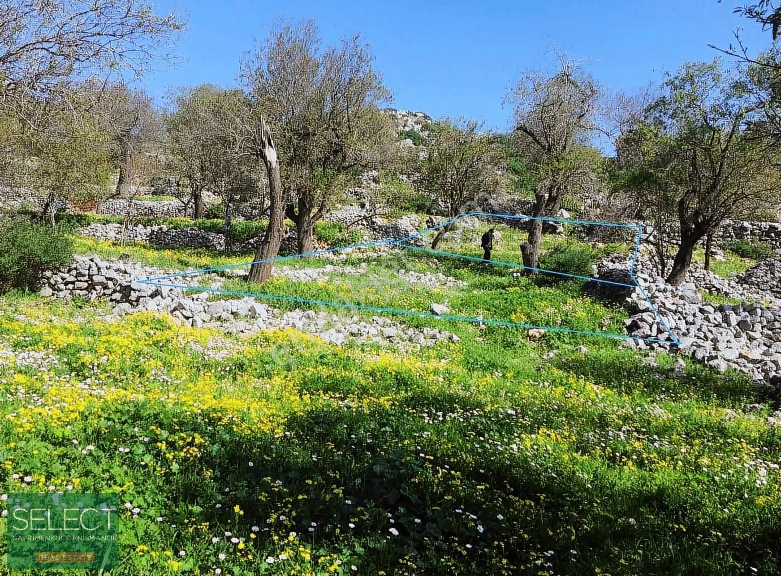 Marmaris Taşlıca Köyü'nde, 2 Adet Satılık Tarla - Görsel 3