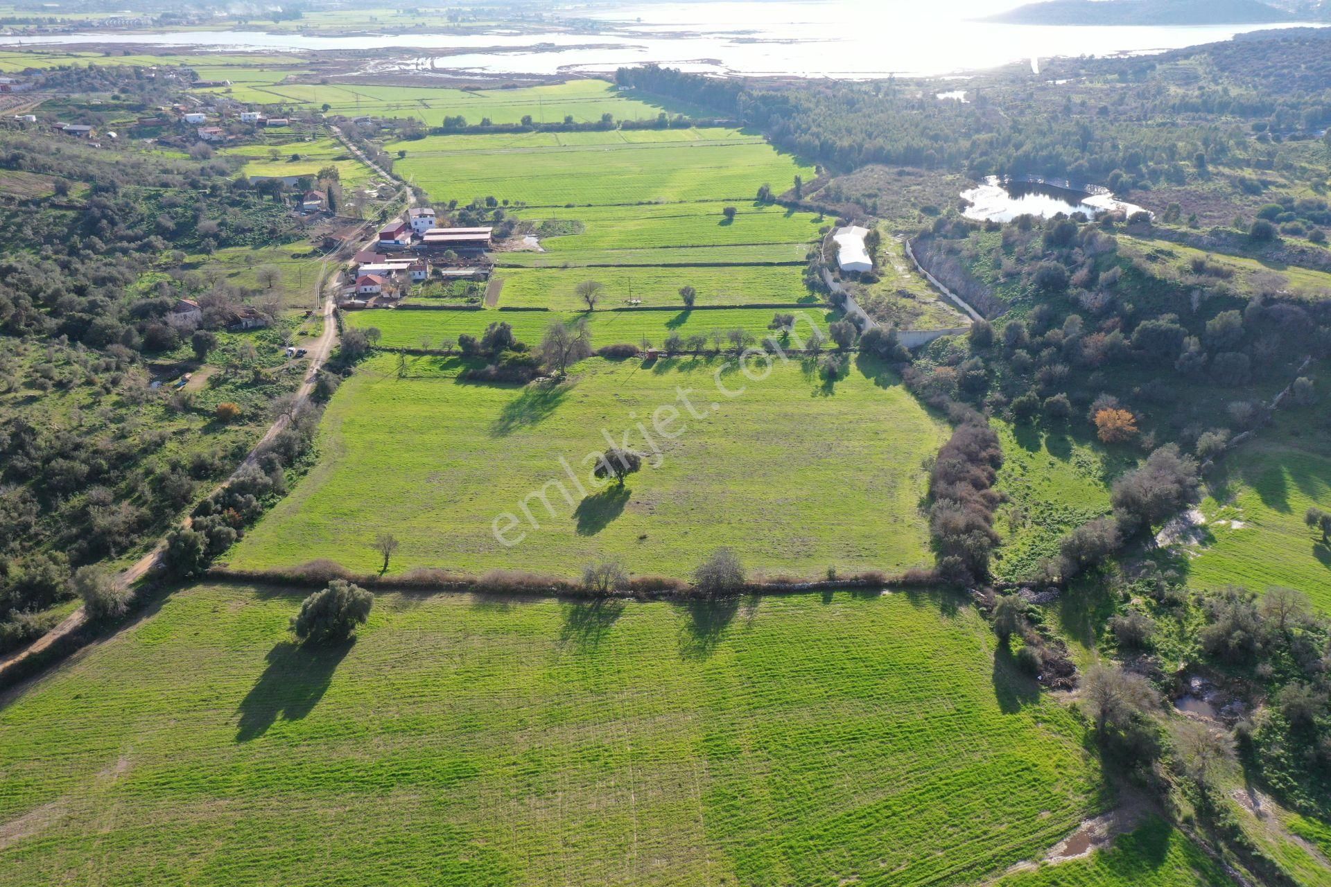 Milas Dörttepe Satılık Zeytinlik Geleceğinize Yatırım Milas Dörttepe Panorama Koop Arsaları