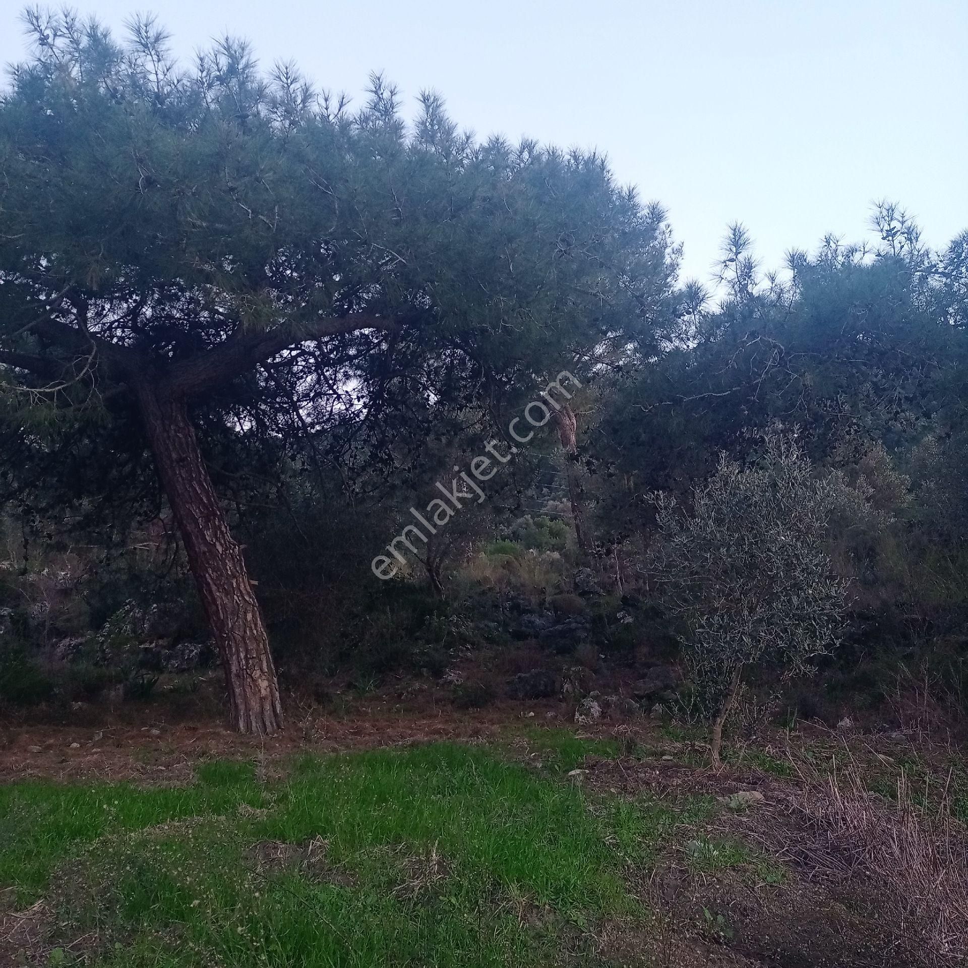 Muğla Ortaca Fevziye Satılık Müstakil Parsel Tarla - Görsel 9