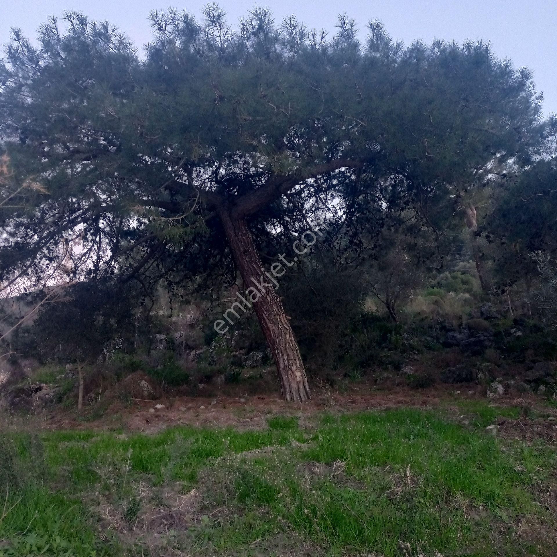 Muğla Ortaca Fevziye Satılık Müstakil Parsel Tarla - Görsel 11