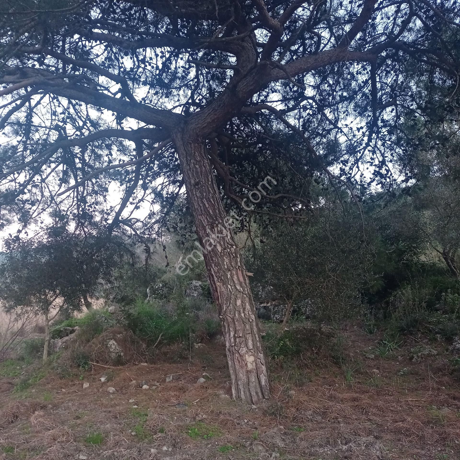 Muğla Ortaca Fevziye Satılık Müstakil Parsel Tarla - Görsel 10