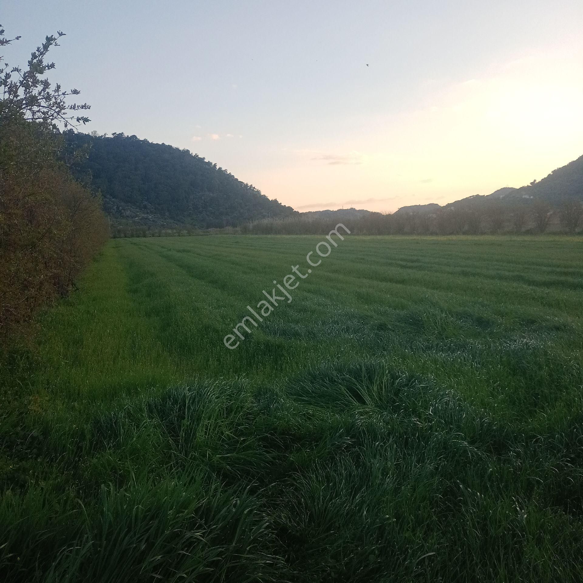 Muğla Ortaca Güzelyurt Akdoğan Satılık Tarla - Görsel 13
