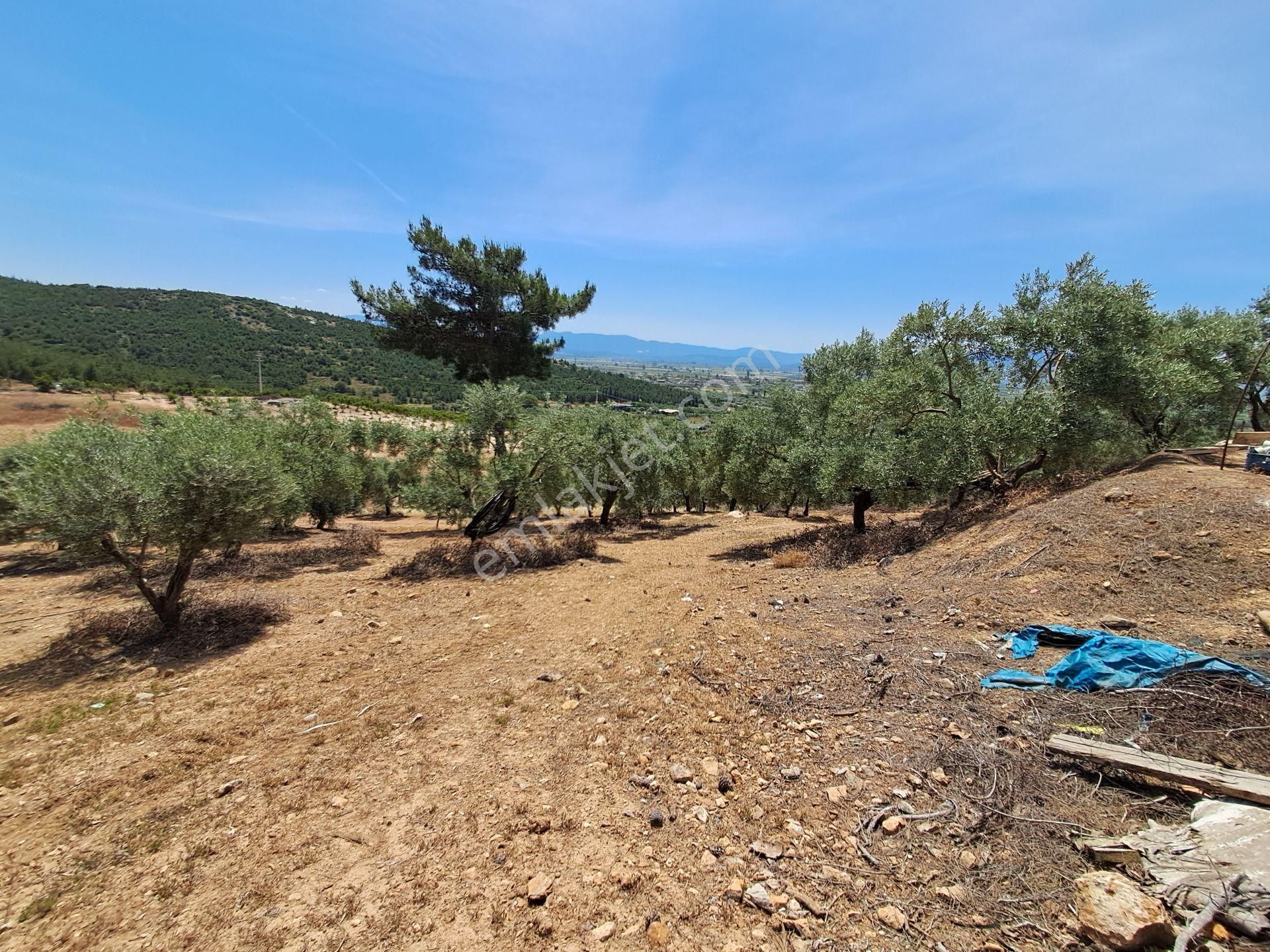 İzmir Torbalı Gold Emlaktan Satılık Harika Bahçe - Görsel 3