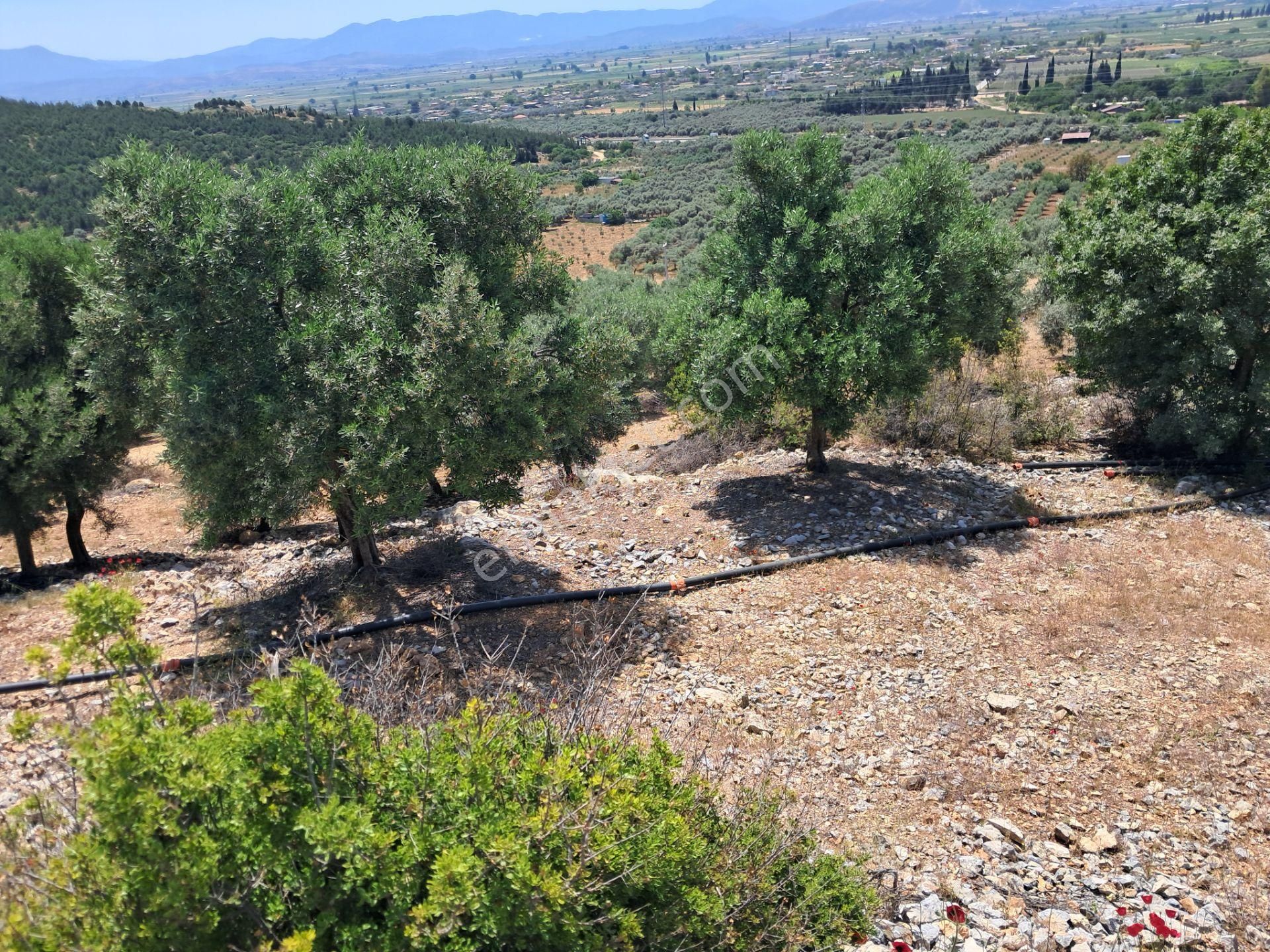 İzmir Torbalı Gold Emlaktan Satılık Harika Bahçe - Görsel 5