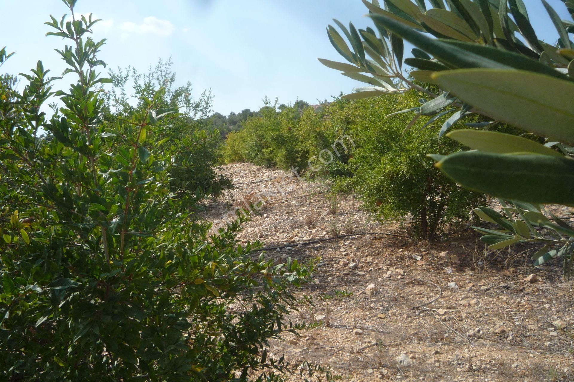 İzmir Torbalı Gold Emlaktan Satılık Harika Bahçe - Görsel 11