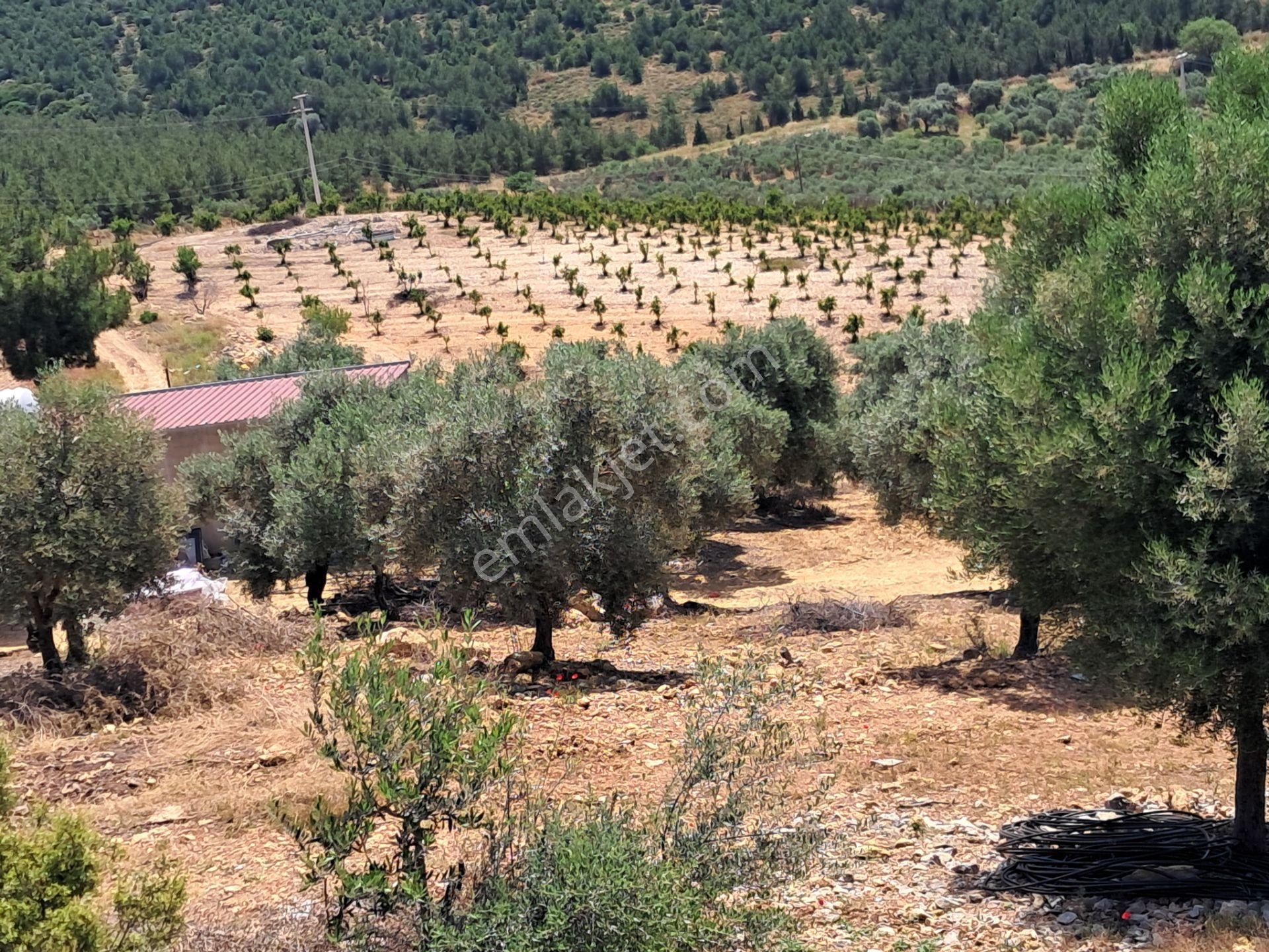 İzmir Torbalı Gold Emlaktan Satılık Harika Bahçe - Görsel 18