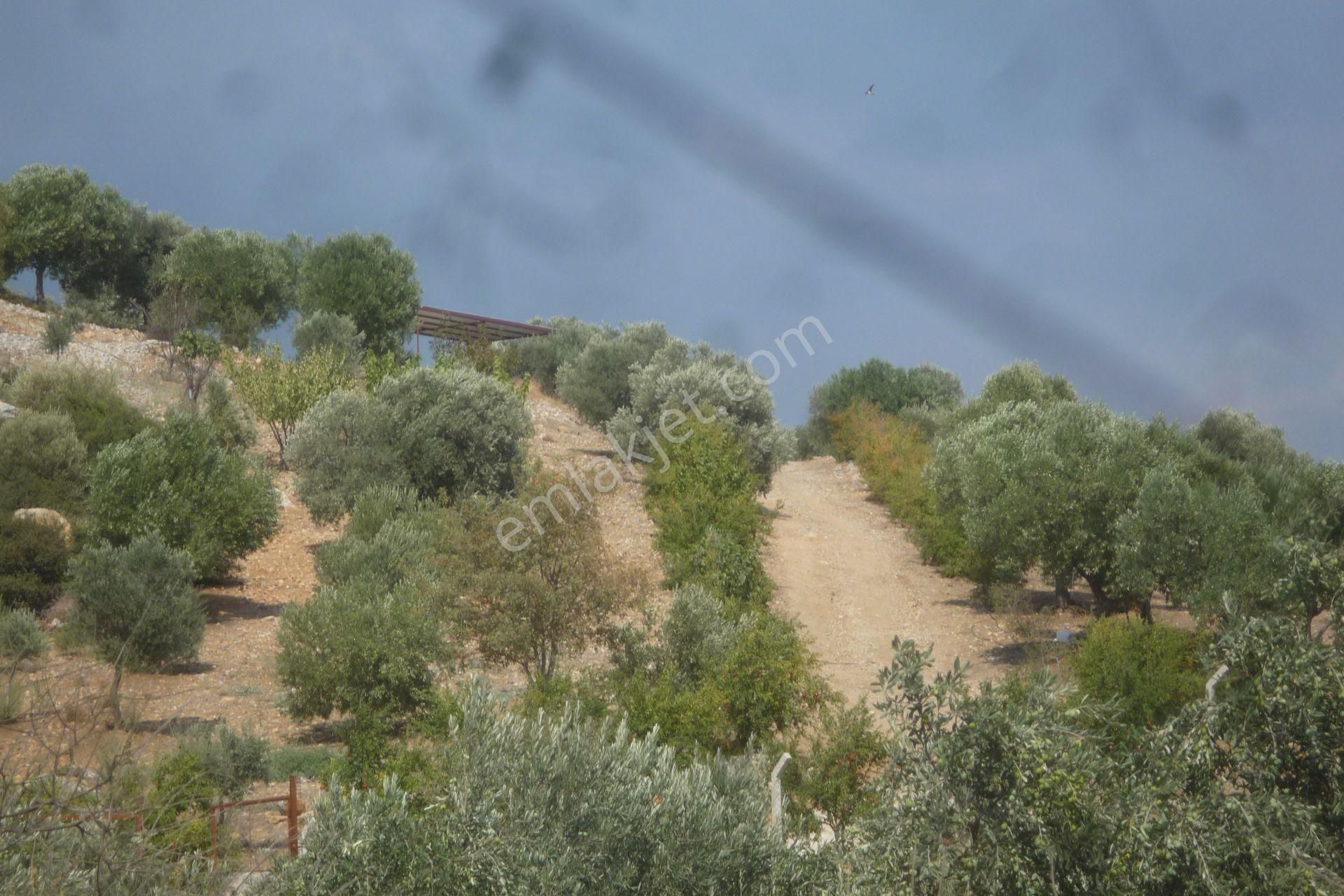 İzmir Torbalı Gold Emlaktan Satılık Harika Bahçe - Görsel 17