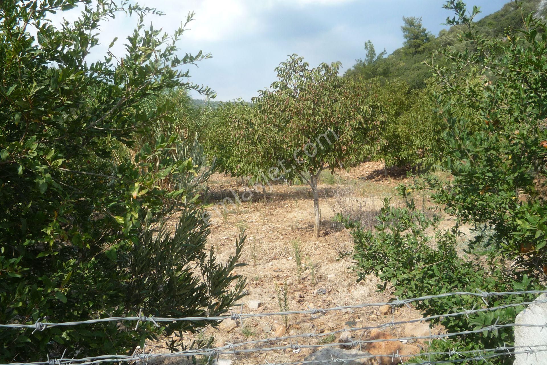 İzmir Torbalı Gold Emlaktan Satılık Harika Bahçe - Görsel 15