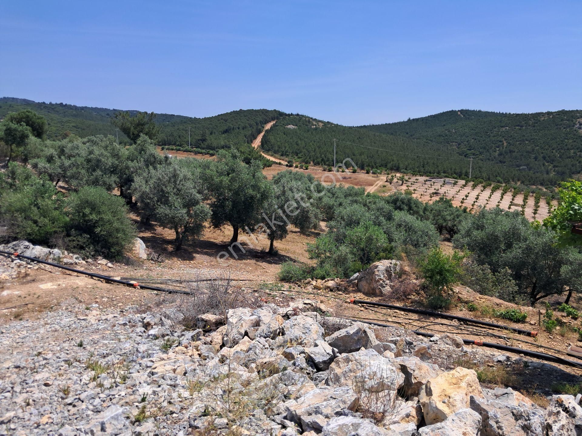 İzmir Torbalı Gold Emlaktan Satılık Harika Bahçe - Görsel 23