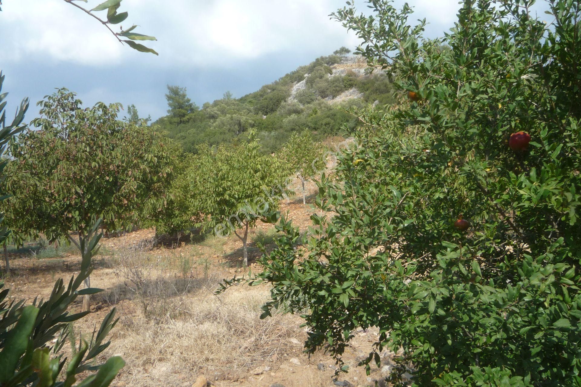 İzmir Torbalı Gold Emlaktan Satılık Harika Bahçe - Görsel 16