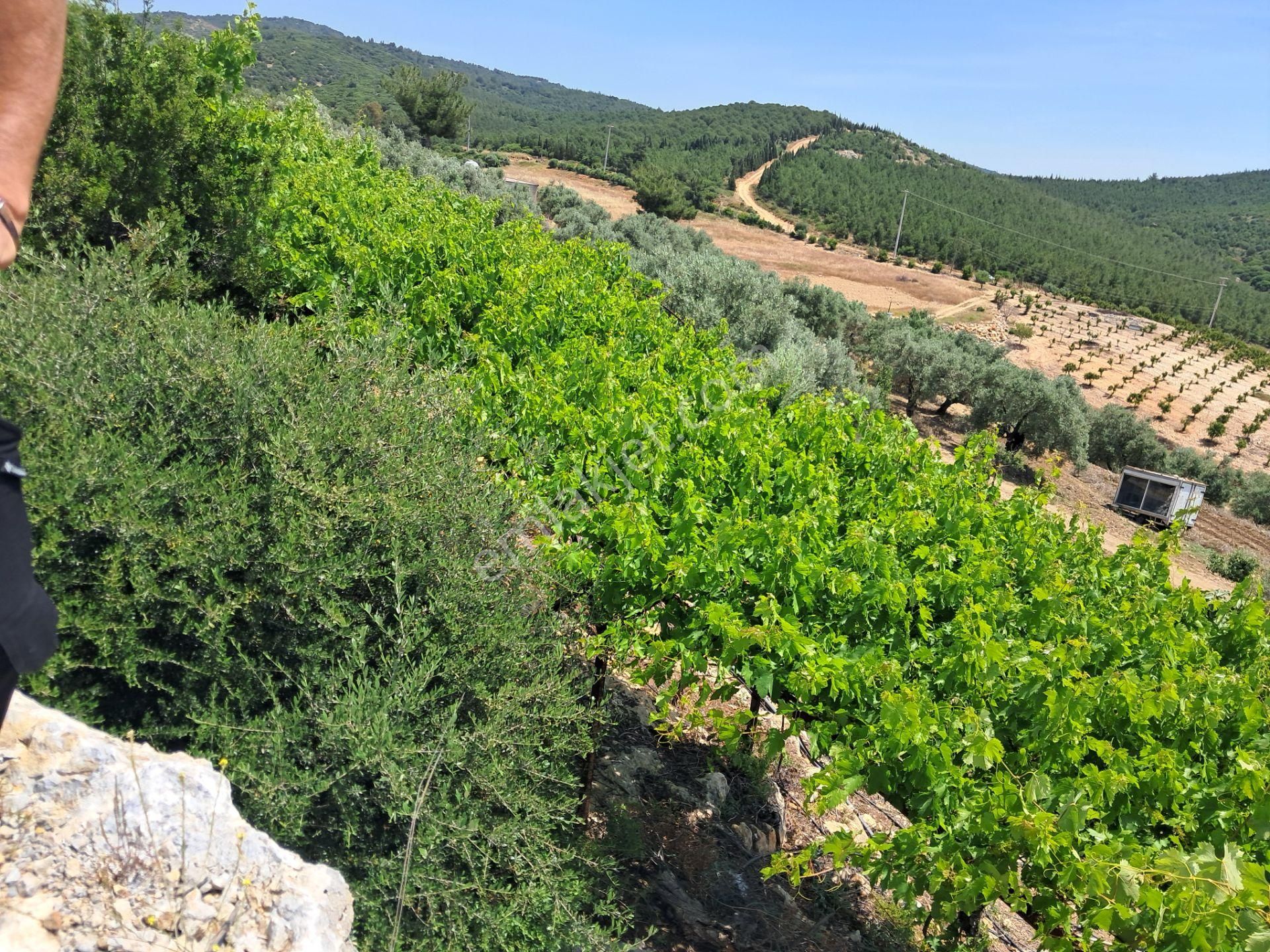 İzmir Torbalı Gold Emlaktan Satılık Harika Bahçe - Görsel 26