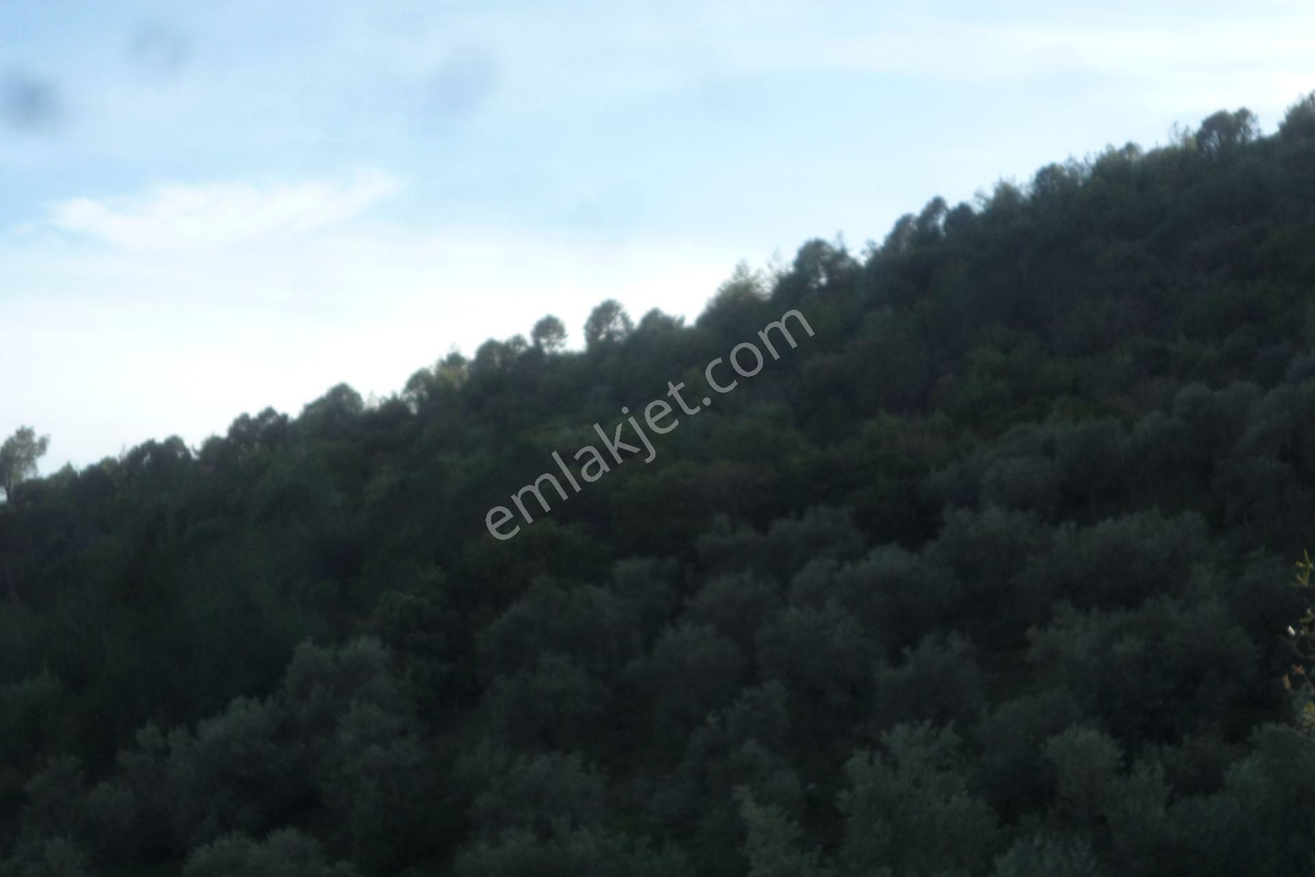İzmir Torbalı Gold Emlaktan Satılık Zeytinlik - Görsel 6