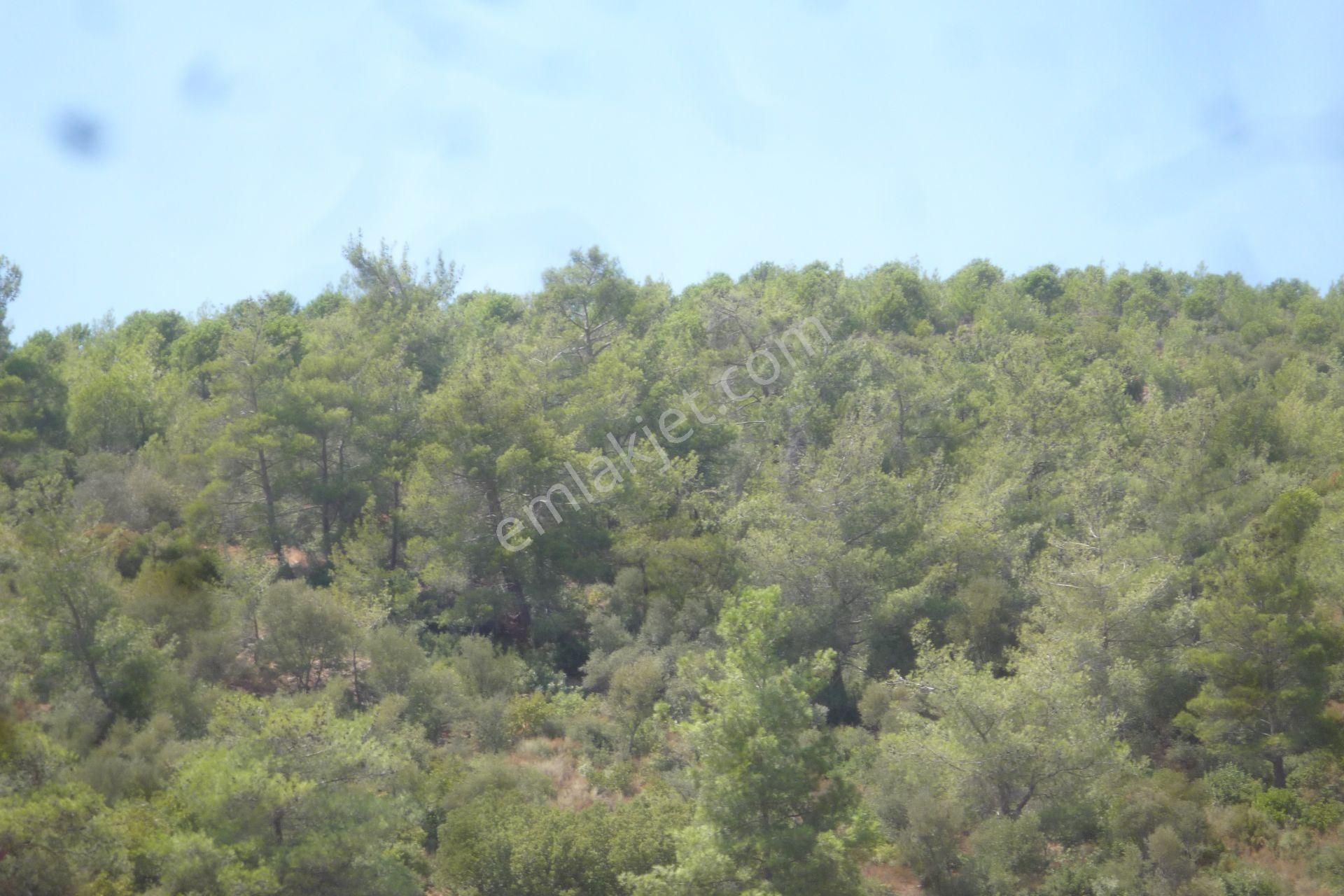 İzmir Torbalı Gold Emlaktan Satılık Zeytinlik - Görsel 8