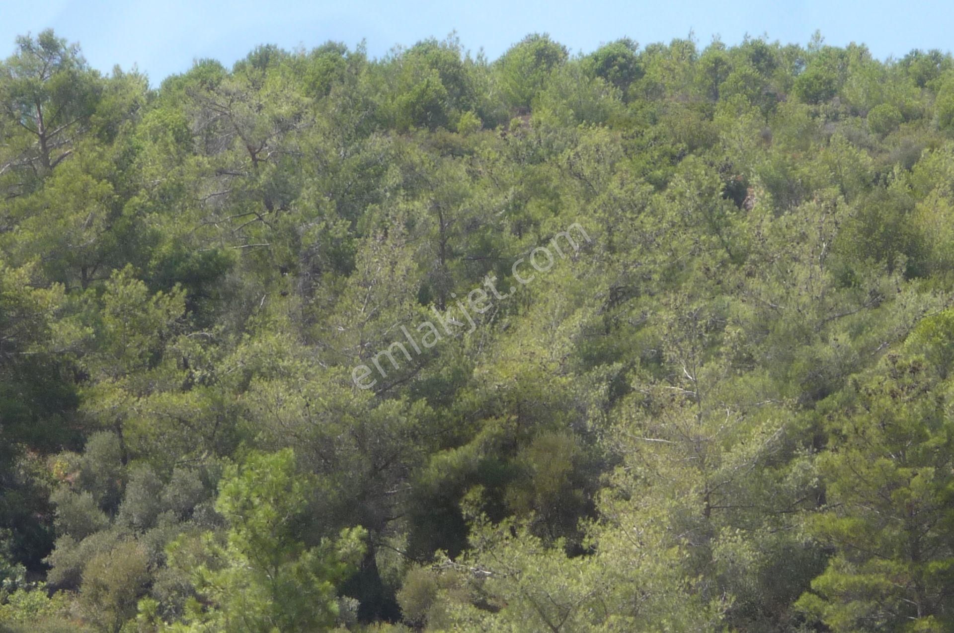 İzmir Torbalı Gold Emlaktan Satılık Zeytinlik - Görsel 3