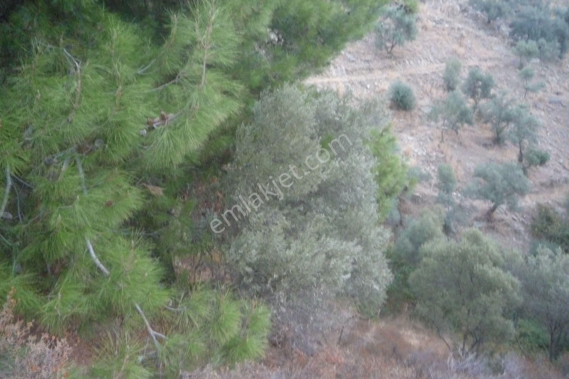 İzmir Torbalı Gold Emlaktan Satılık Zeytinlik - Görsel 10
