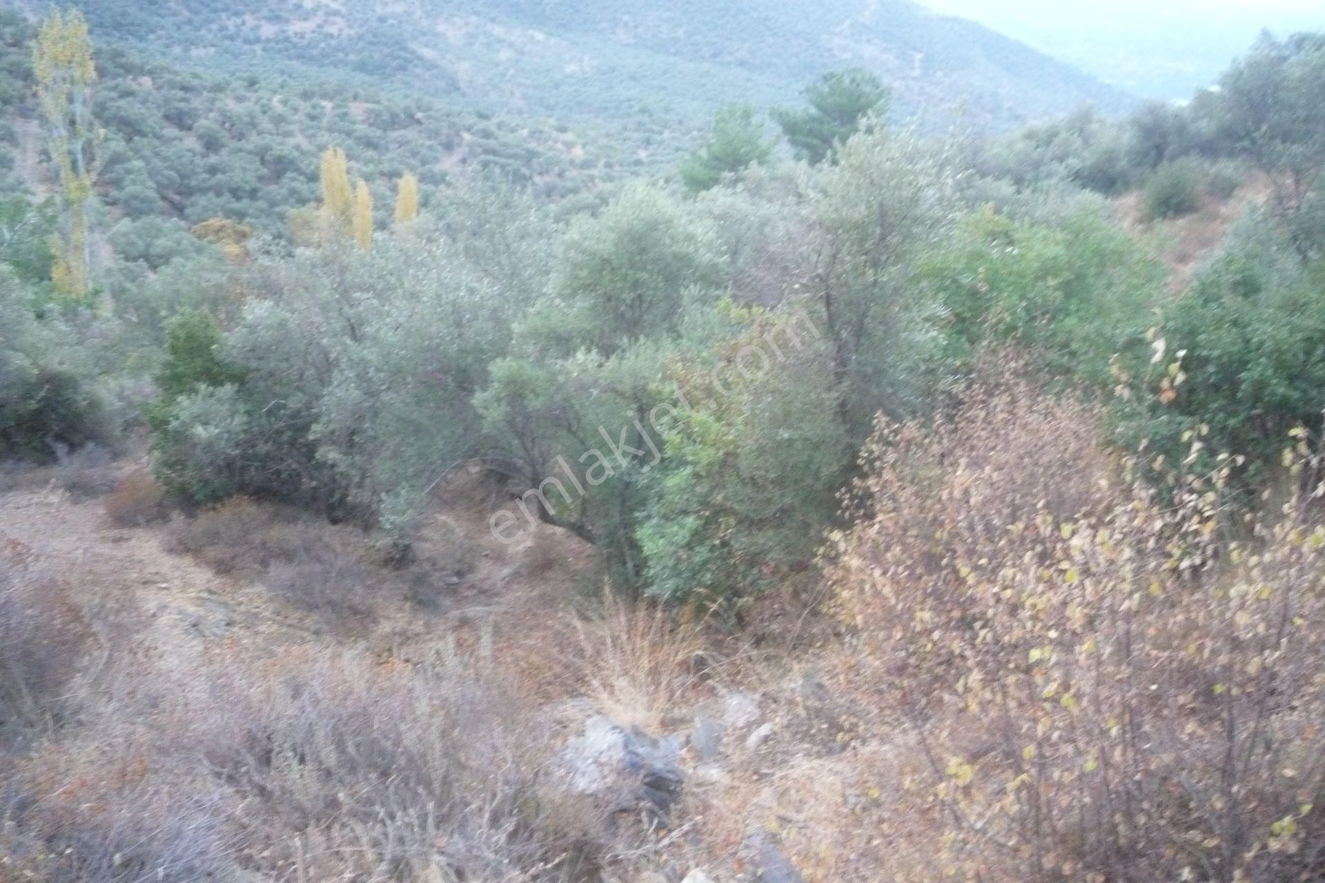 İzmir Torbalı Gold Emlaktan Satılık Zeytinlik - Görsel 6