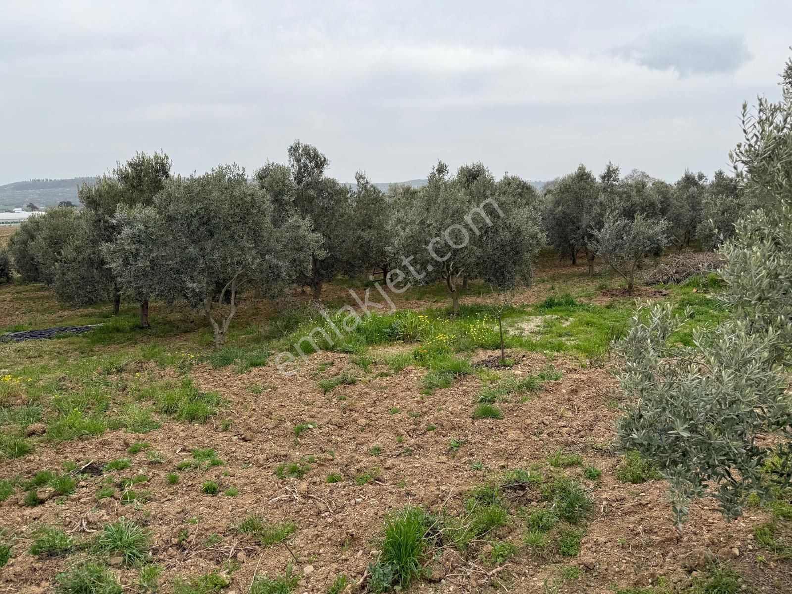 Menderes Altıntepe Mahallesin'de Satılık Hisse Tapu Zeytinlik - Görsel 2