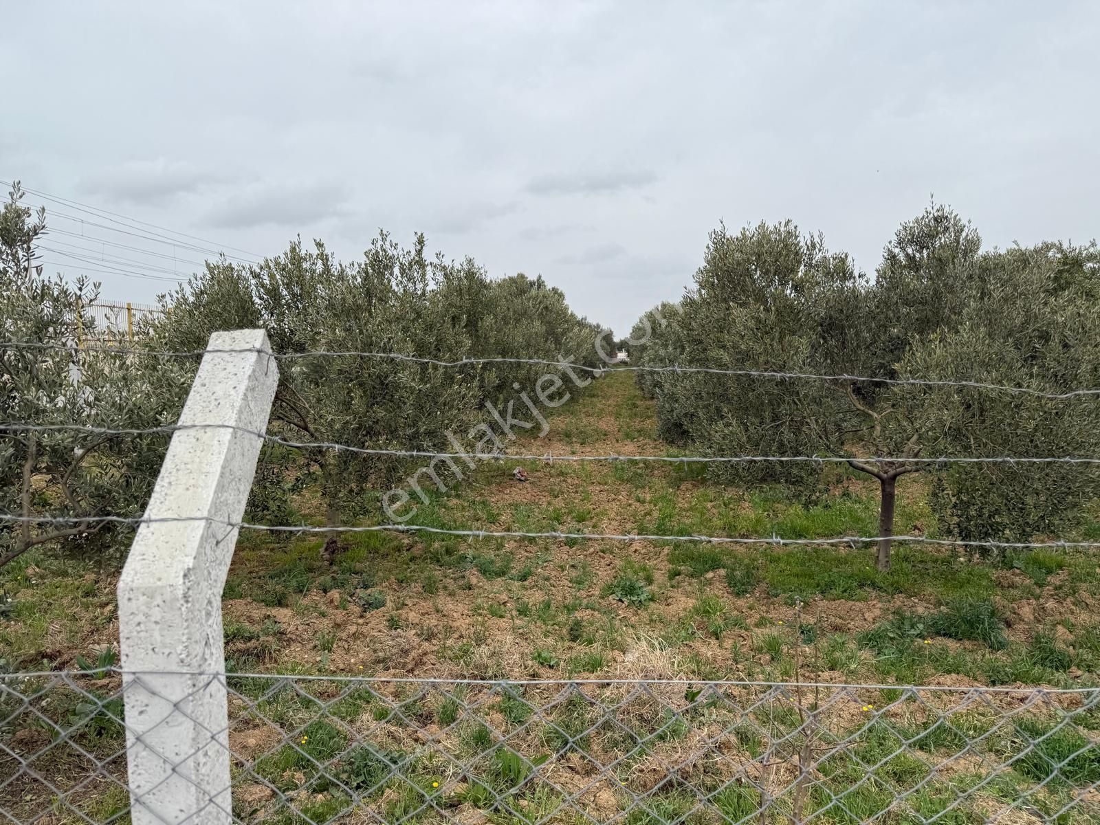 Menderes Altıntepe Mahallesin'de Satılık Hisse Tapu Zeytinlik - Görsel 18