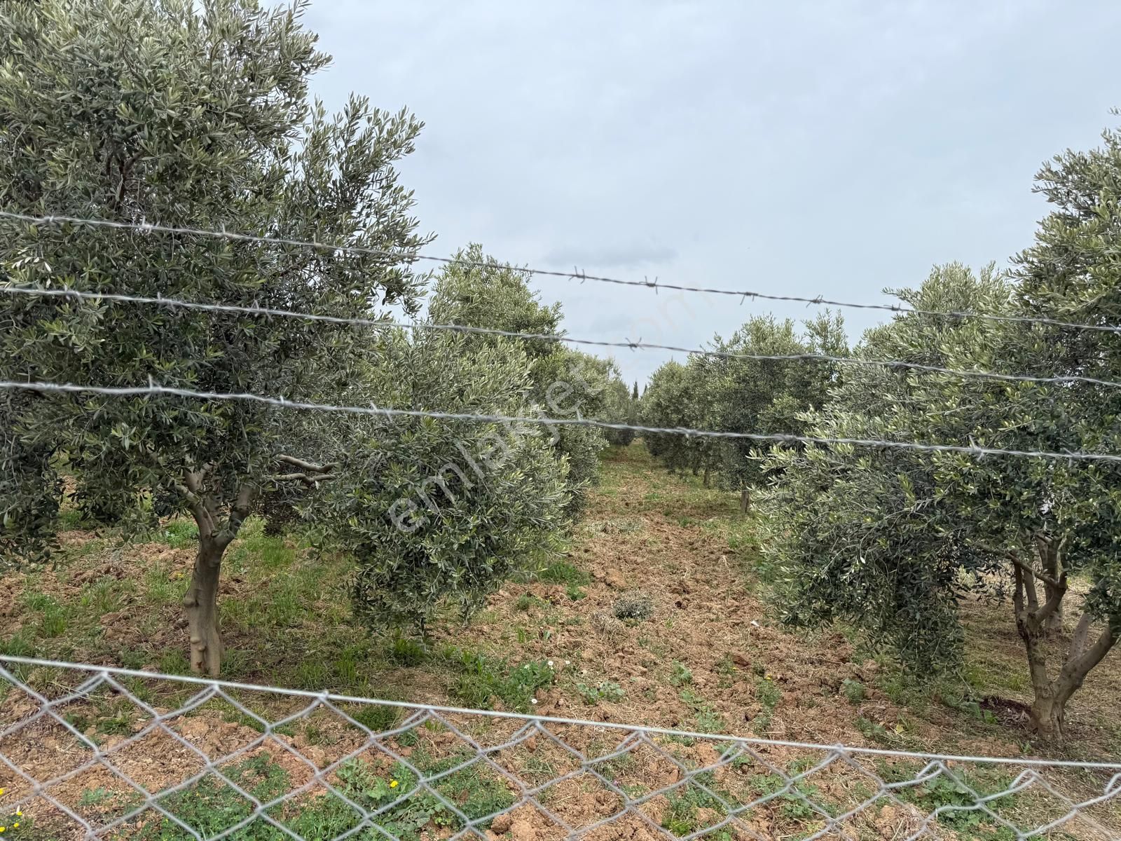 Menderes Altıntepe Mahallesin'de Satılık Hisse Tapu Zeytinlik - Görsel 16