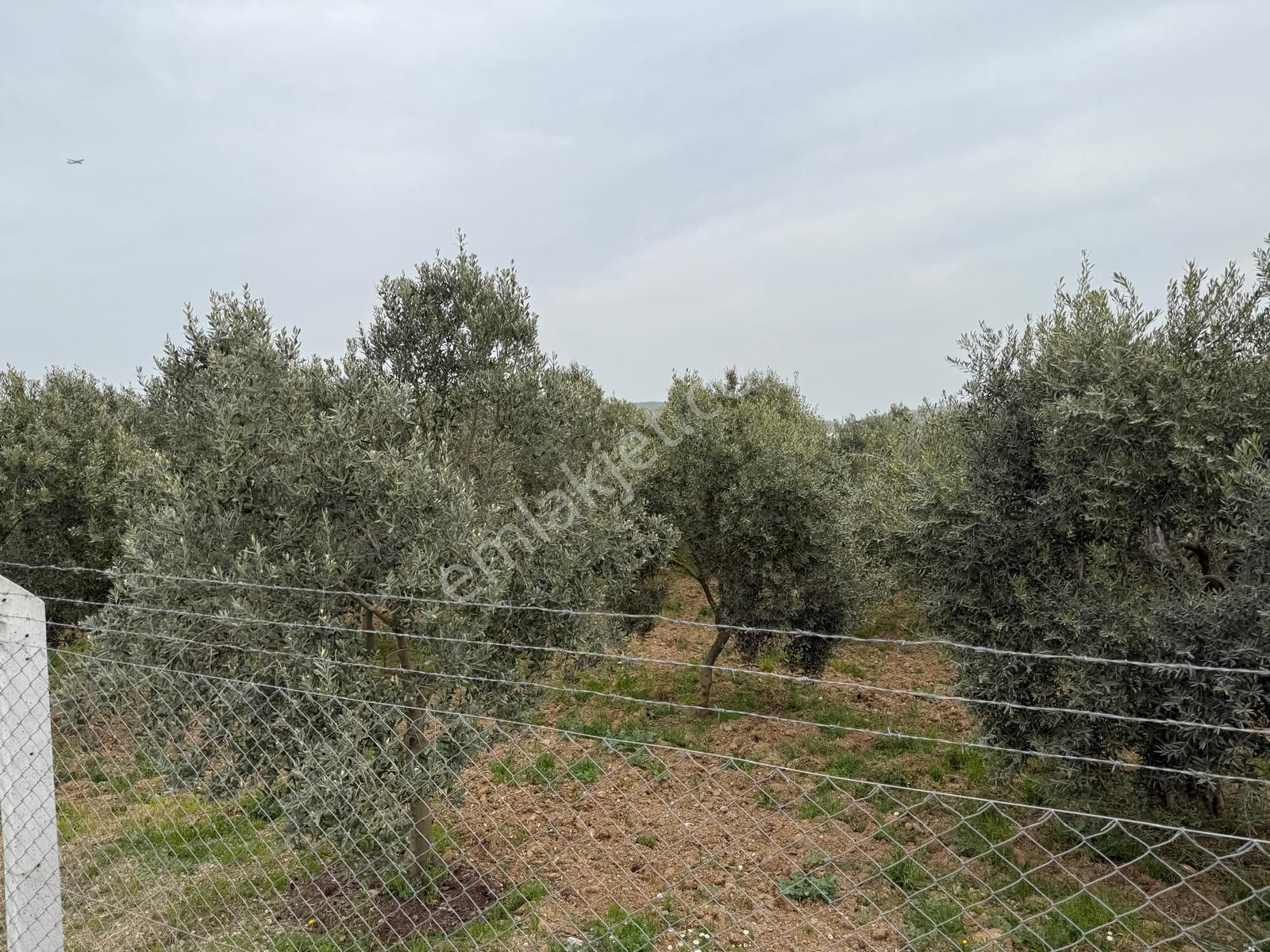 Menderes Altıntepe Mahallesin'de Satılık Hisse Tapu Zeytinlik - Görsel 13