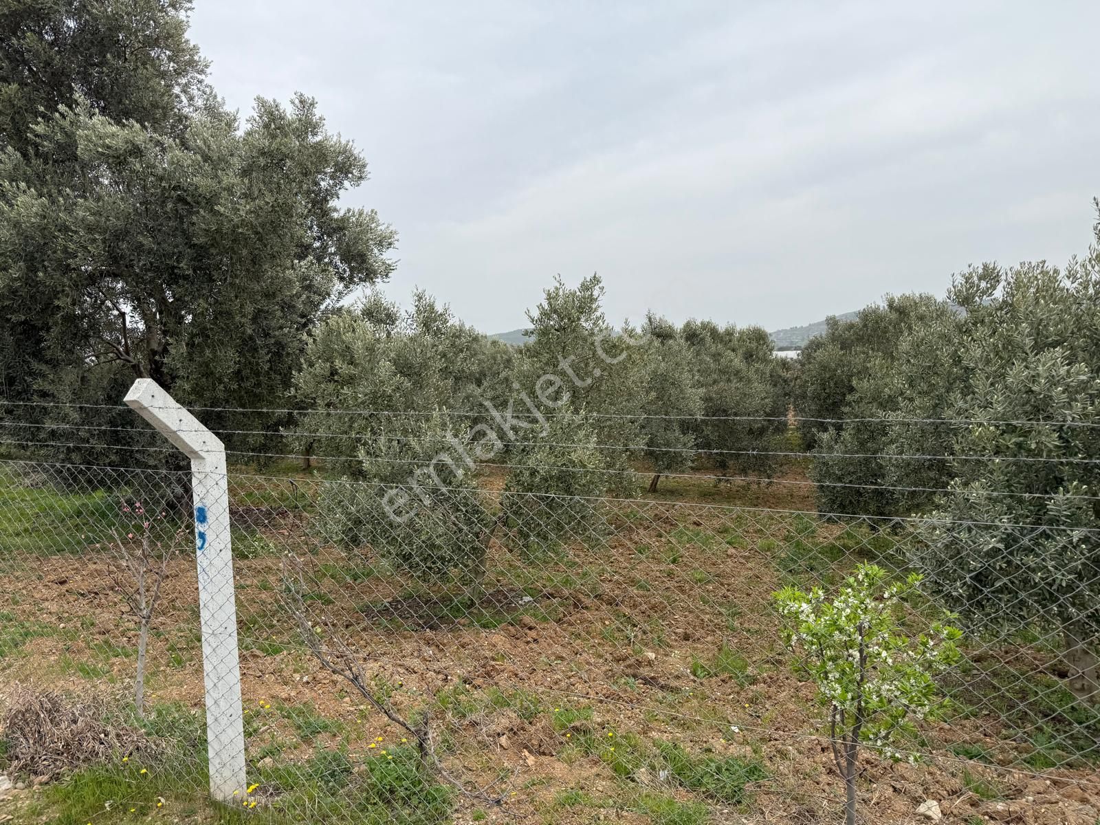 Menderes Altıntepe Mahallesin'de Satılık Hisse Tapu Zeytinlik - Görsel 8