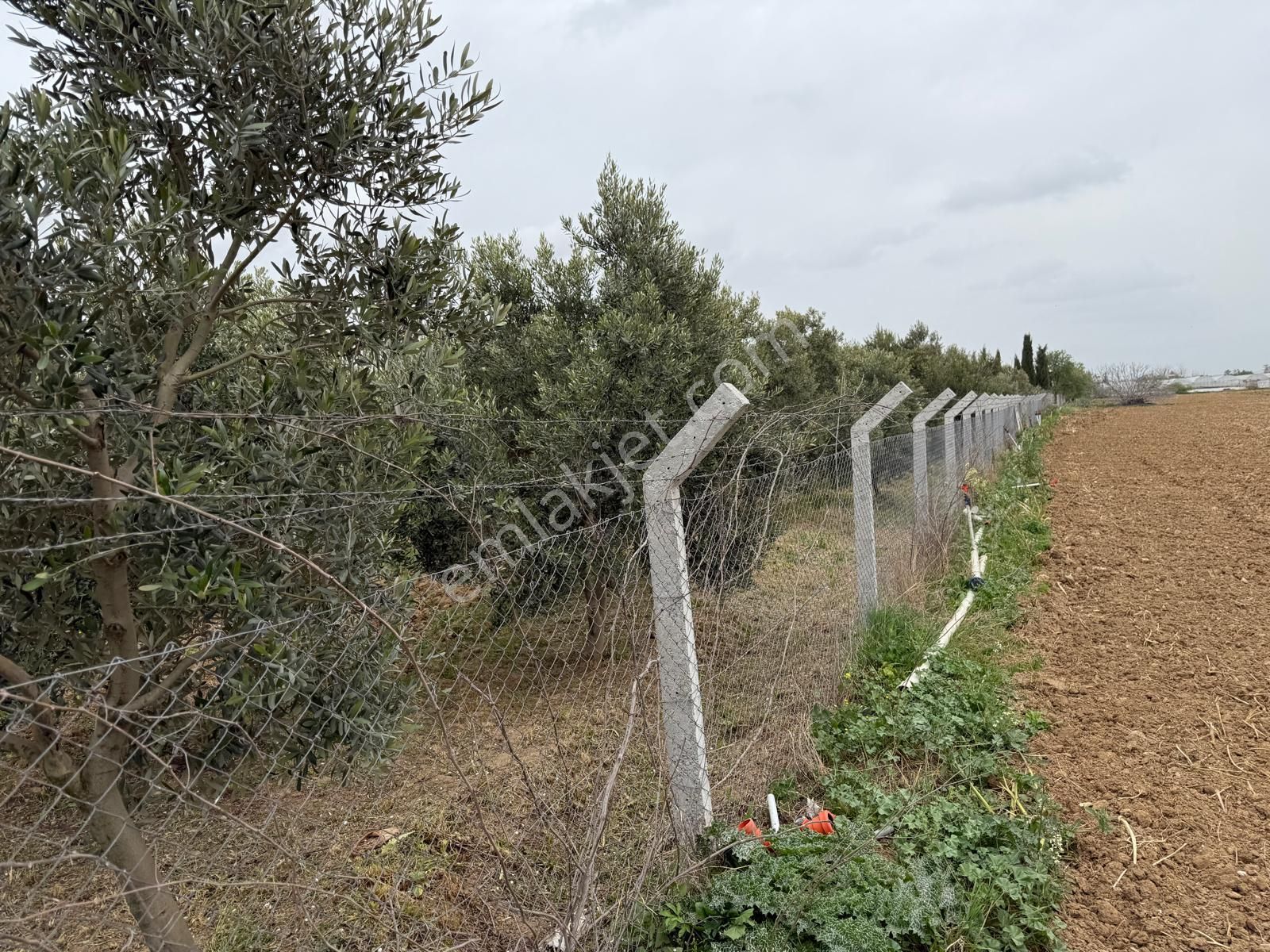 Menderes Altıntepe Mahallesin'de Satılık Hisse Tapu Zeytinlik - Görsel 17