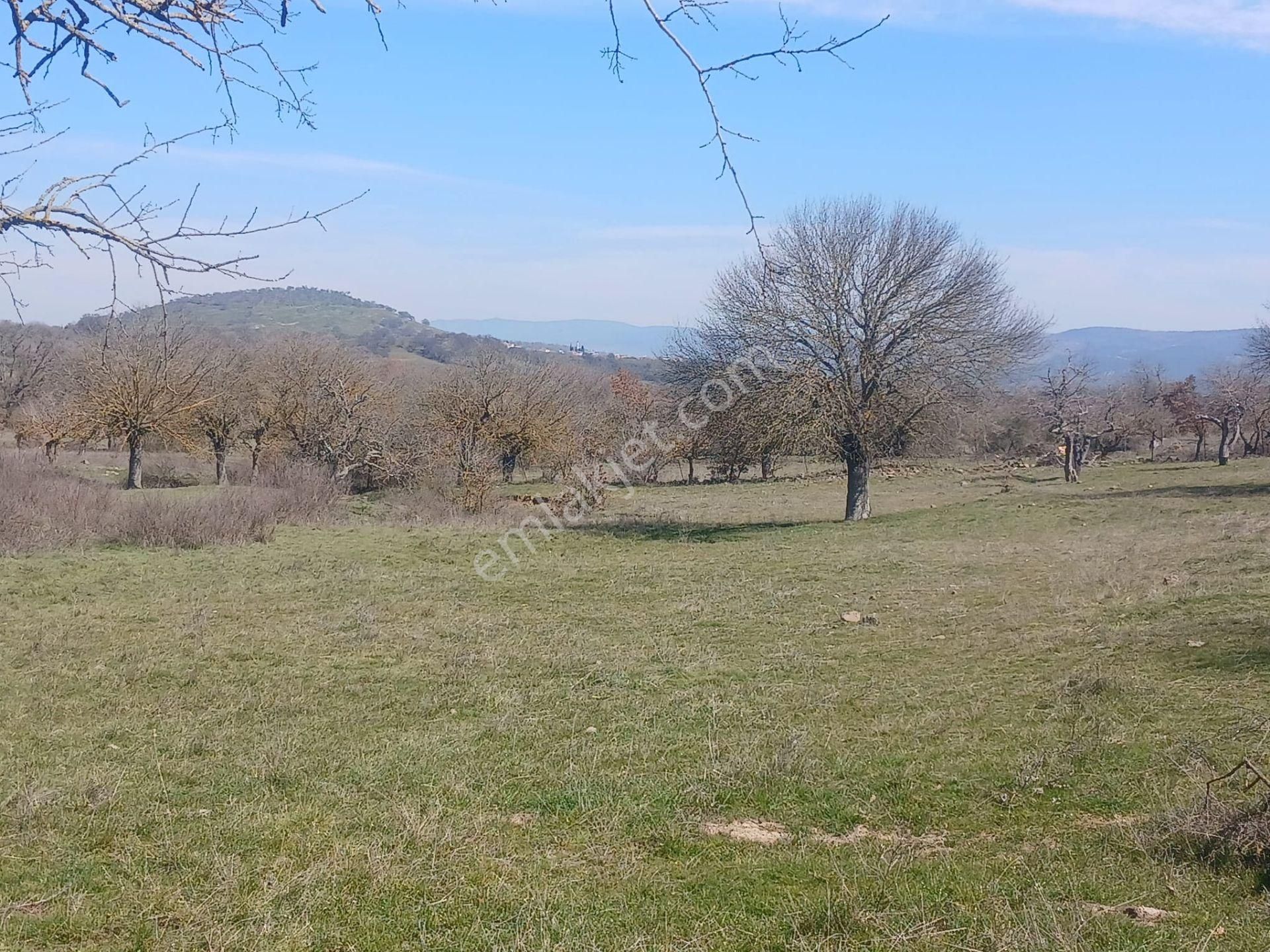 Yunusemre Karakılıçlı Satılık Tarla Manisa Yunusemre Karakılınçlıda 41 Dönüm Köye 50 Metre Mesafede Satılık Tarla