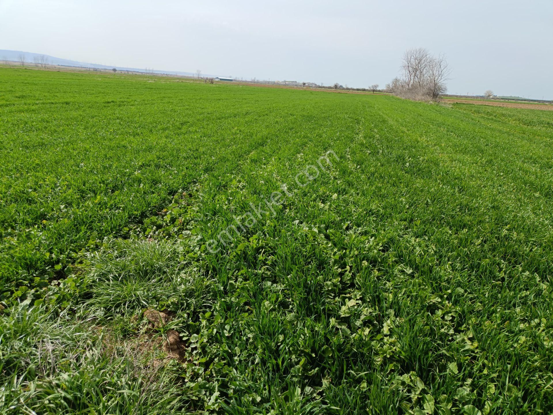 Gelibolu Evreşe De Merkeze Yakın Yol Cepheli Tarla - Görsel 10
