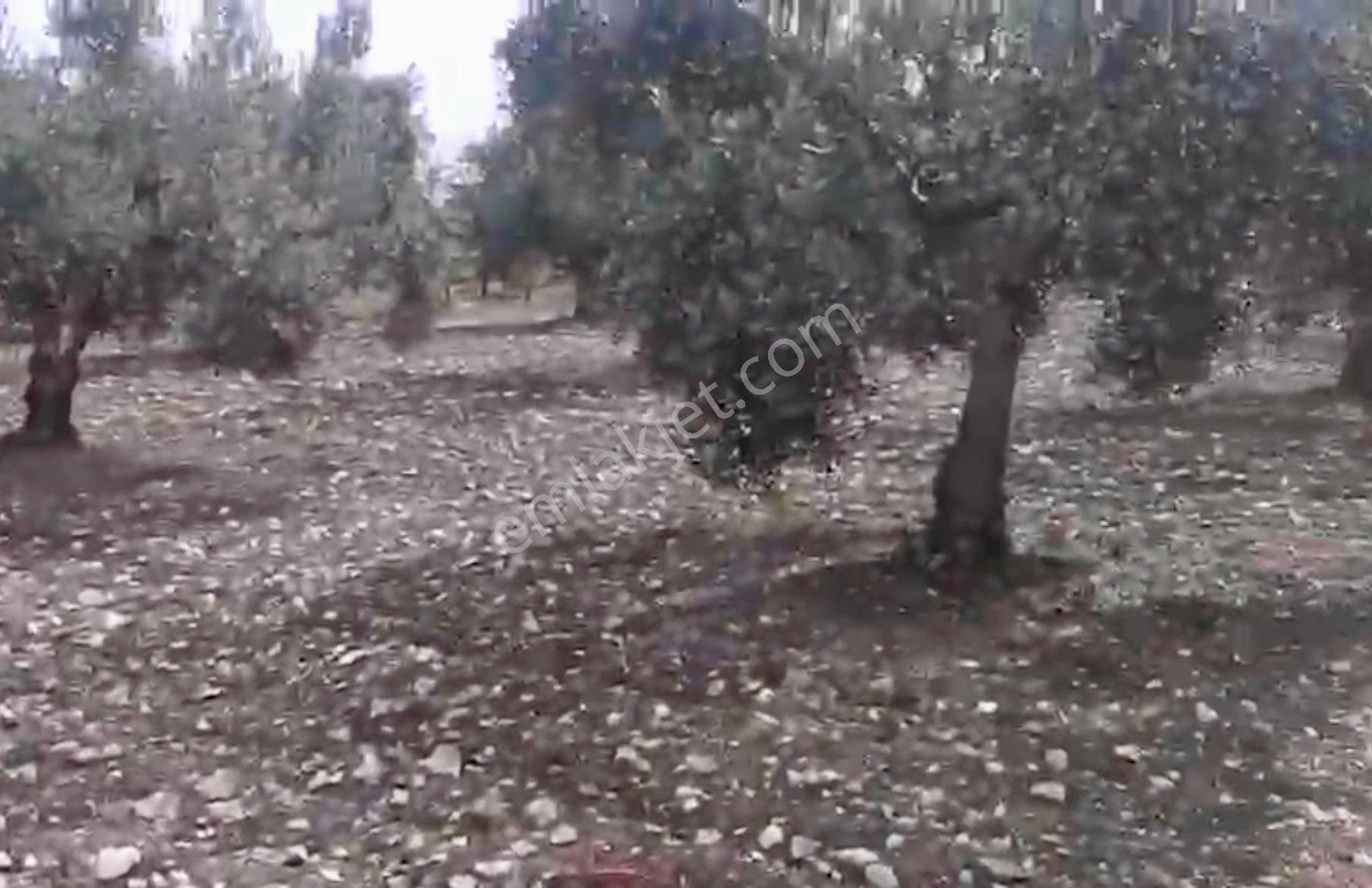 Manisa Şehzadeler Karayenice Mahallesinde Satılık Zeytinlik - Görsel 2