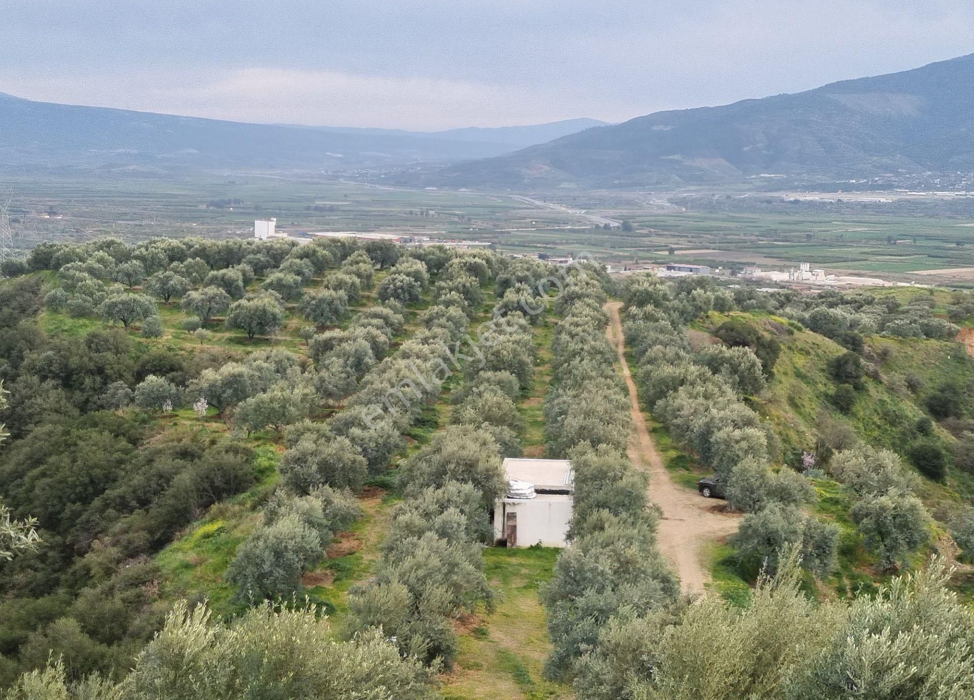 Kuyucak Aydınoğlu Satılık Zeytinlik Kuyucak Aydınoğlu Mah.'de 65 Dönüm Satılık Zeytin Bahçesi